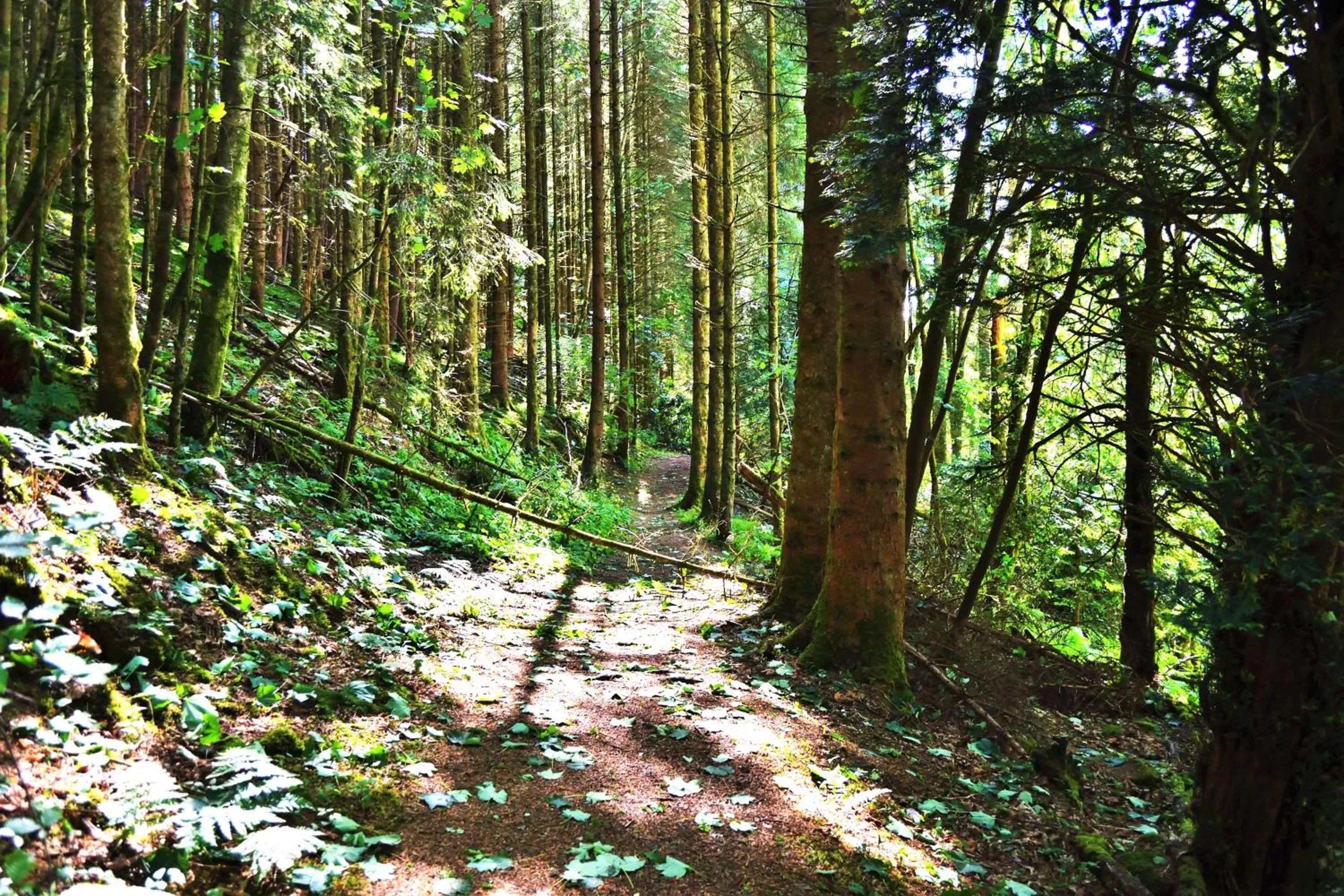 Activities in Bridge of Cally Hotel