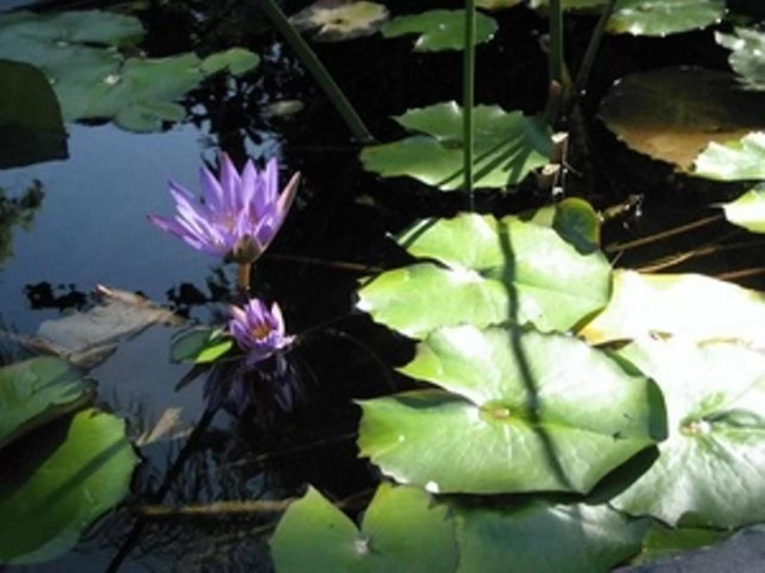 Garden in Pink Flamingo Resort