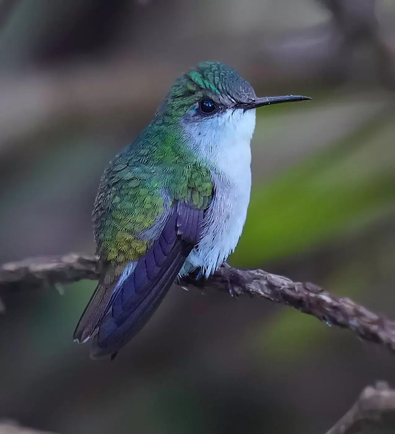 Animals, Other Animals in Arte de Plumas birding lodge