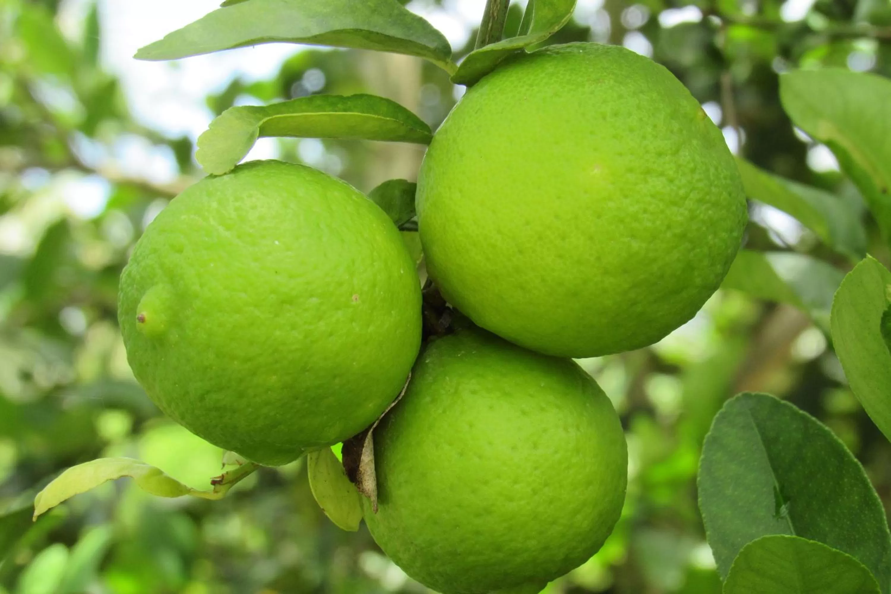 Garden view in Pousada Villages Boutique Hotel - 150m da Praia da Laje