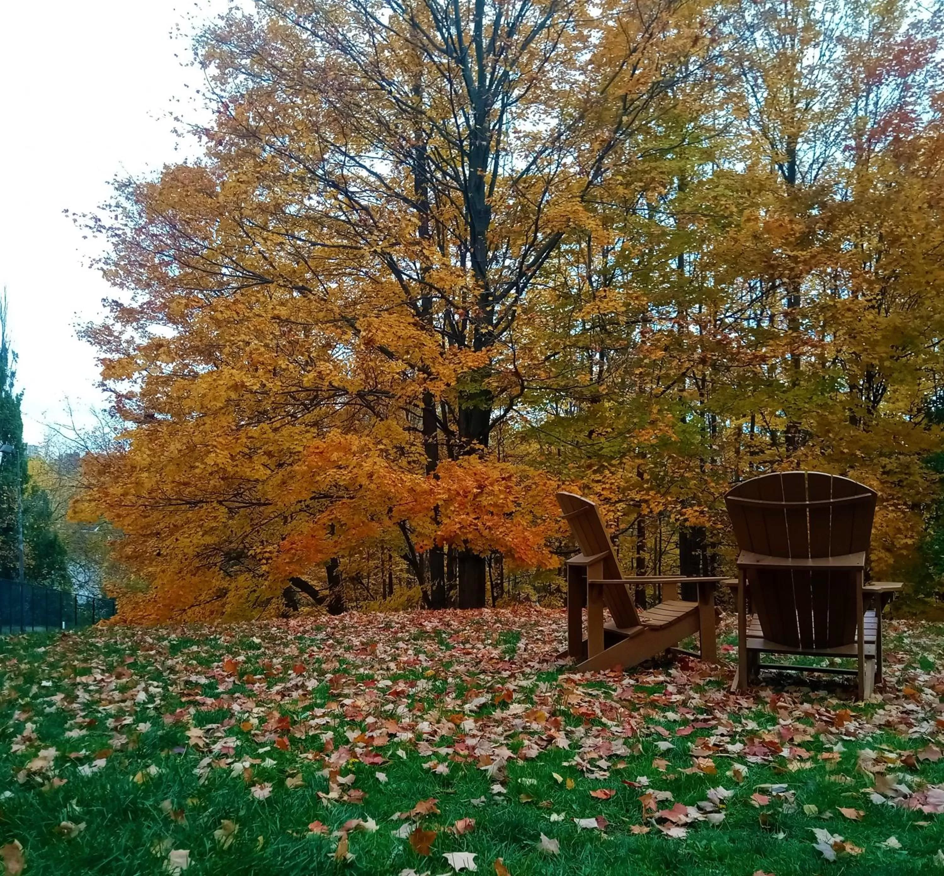 Natural landscape in Pan Pacific Toronto