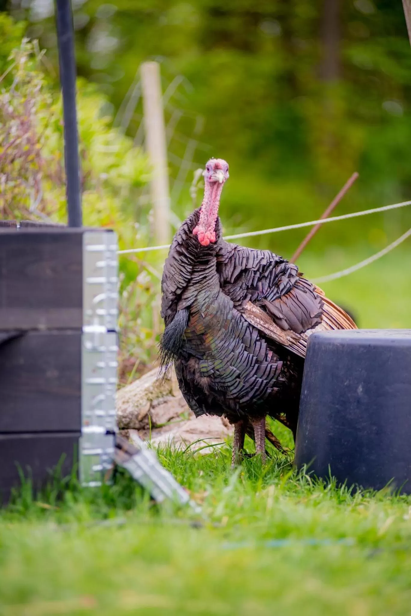Pets in Skortskær Bondegårdsferie