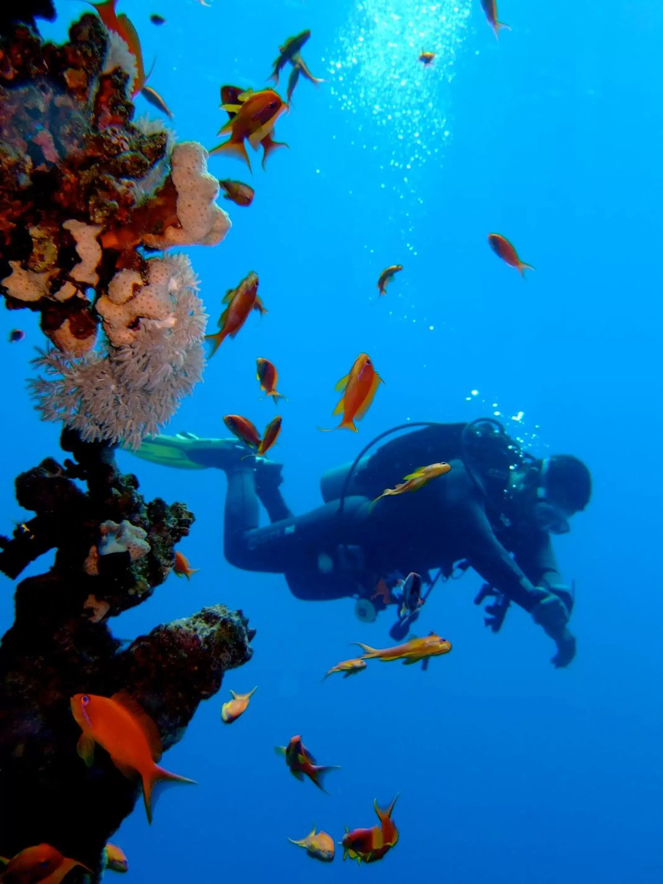 Beach, Snorkeling/Diving in Steigenberger Aldau Beach Hotel