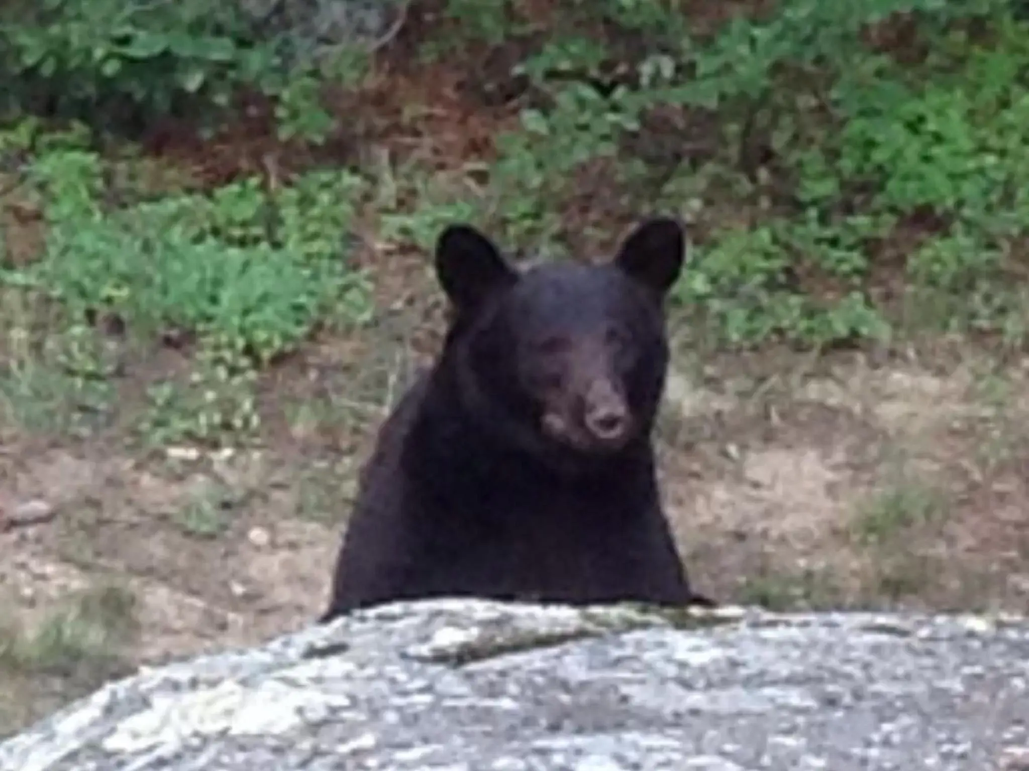 Day, Other Animals in 4 Seasons Inn on Fall River