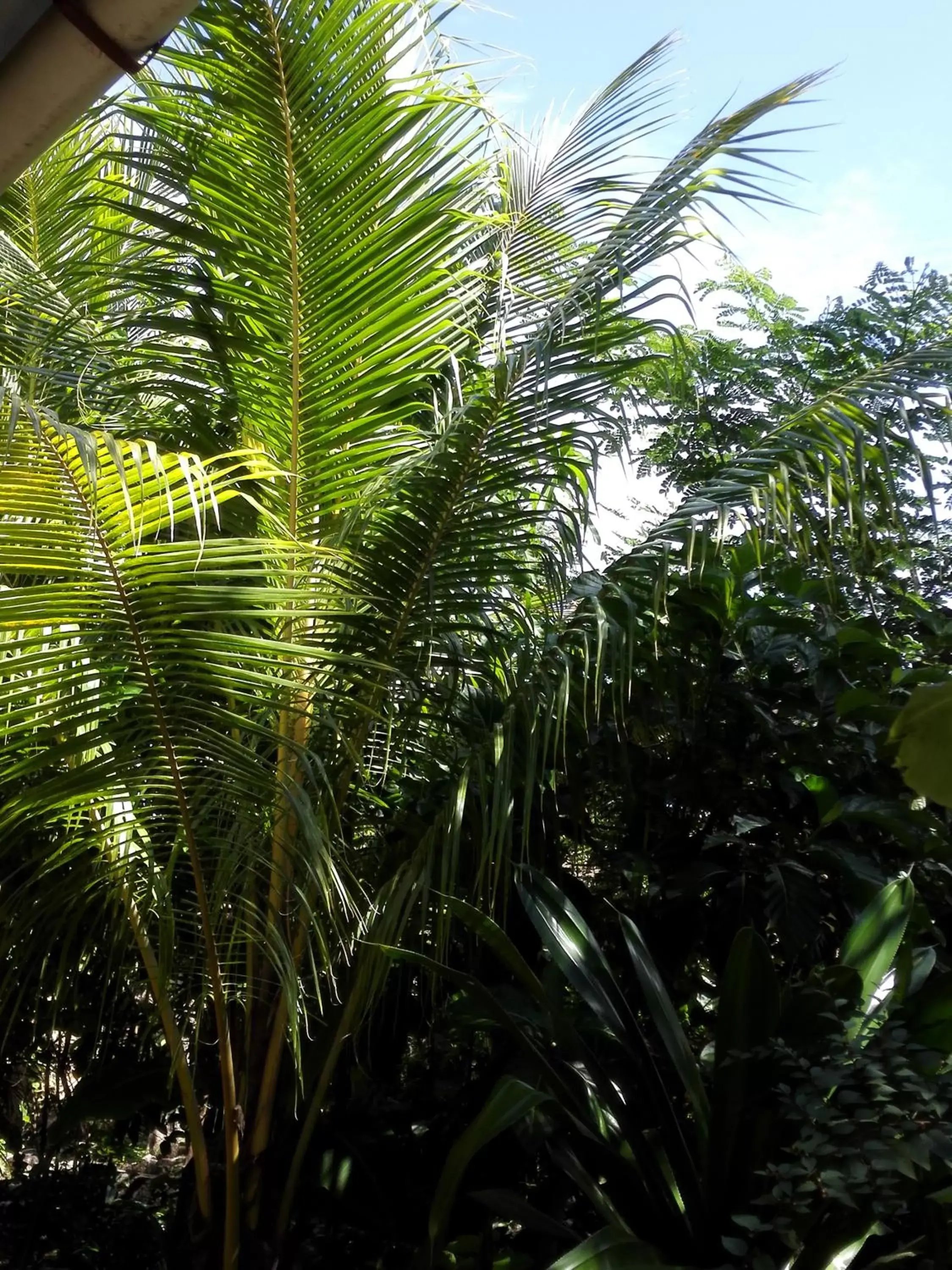 Natural landscape in Hotel Casa Barcelona