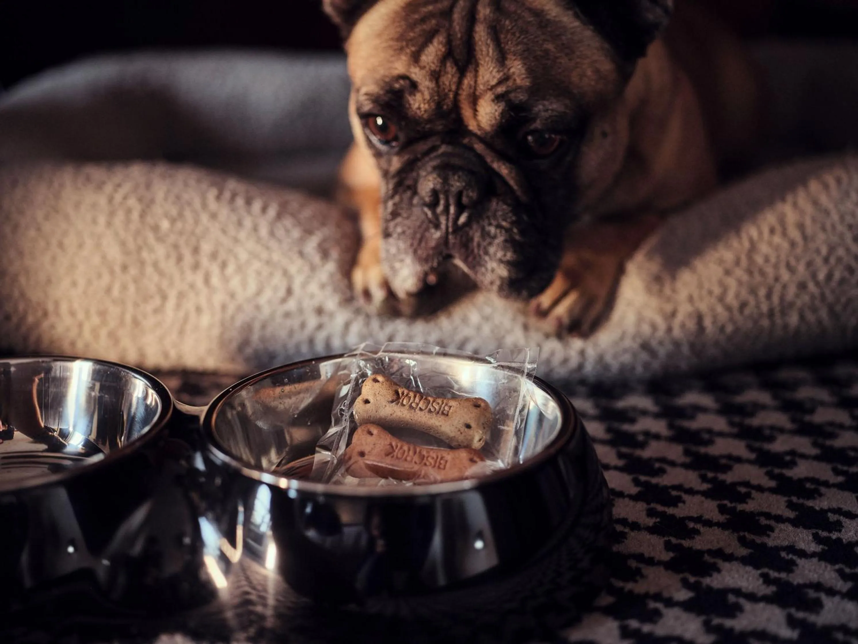 Pets in La Pyramide - Maison Henriroux