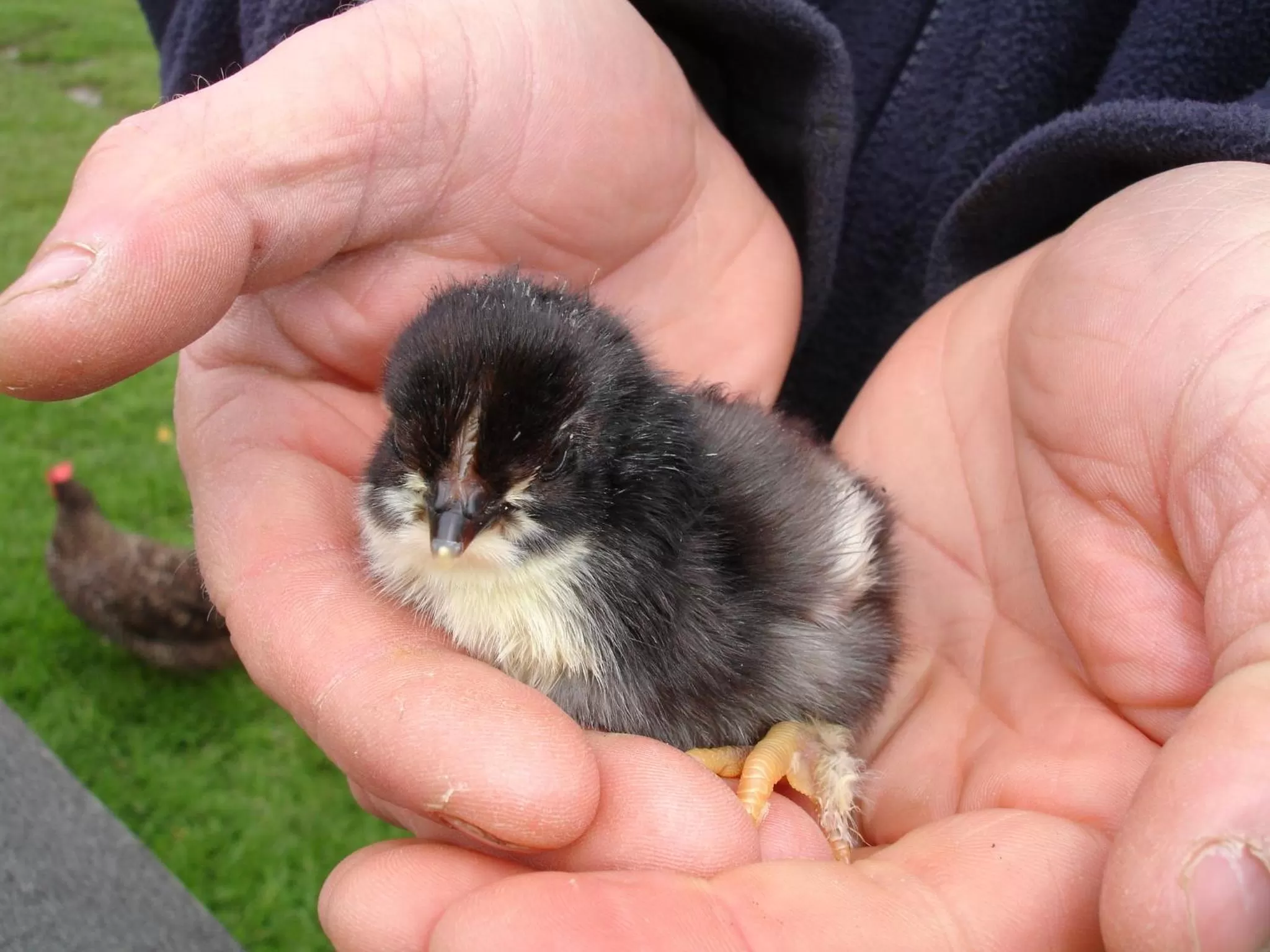 Animals in Leworthy Farmhouse Bed and Breakfast