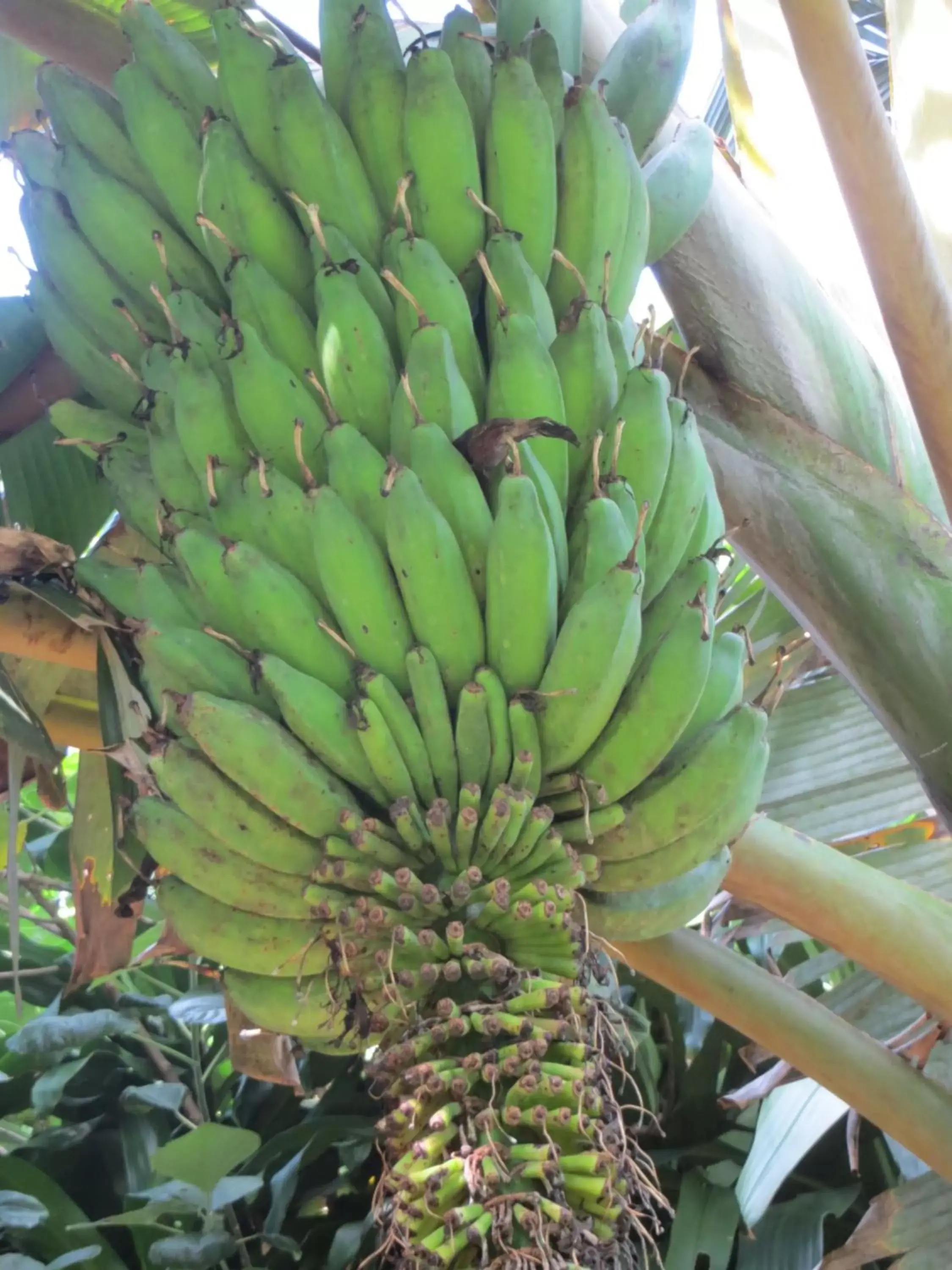 Garden, Other Animals in Pura Vida Hotel