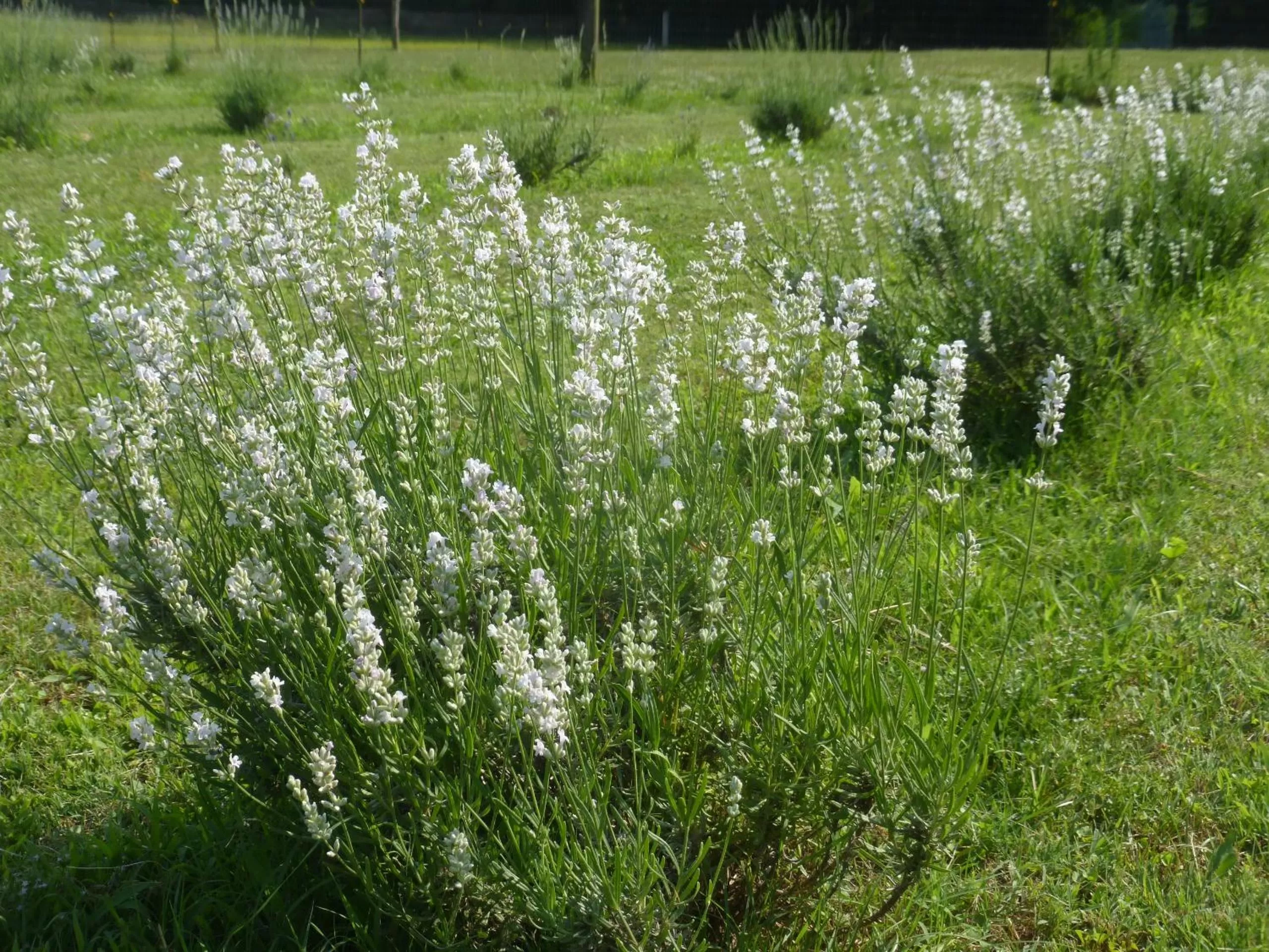 Natural landscape in Mulberry Lavender Farm and B&B