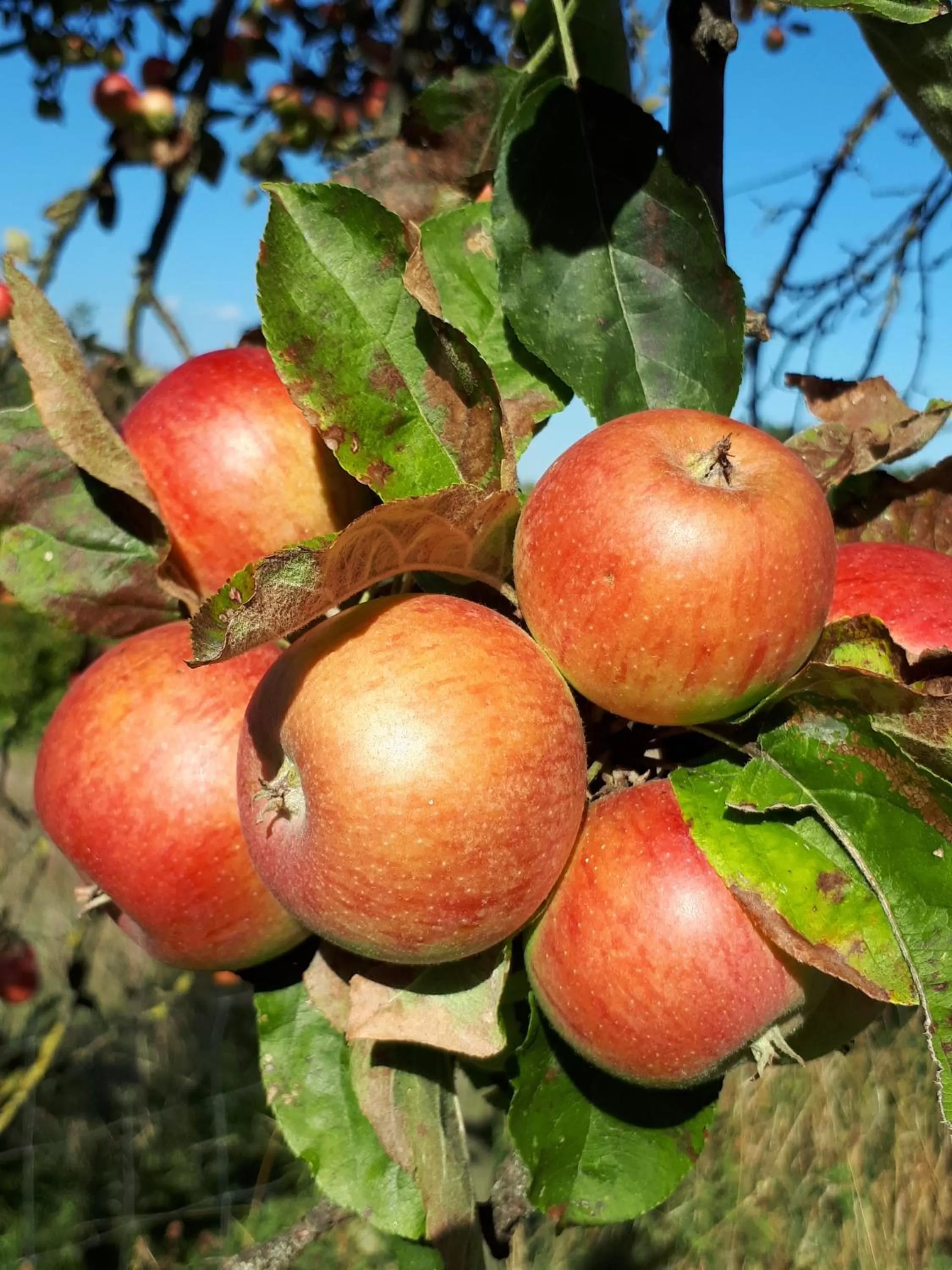 Garden in Mala Kmetija