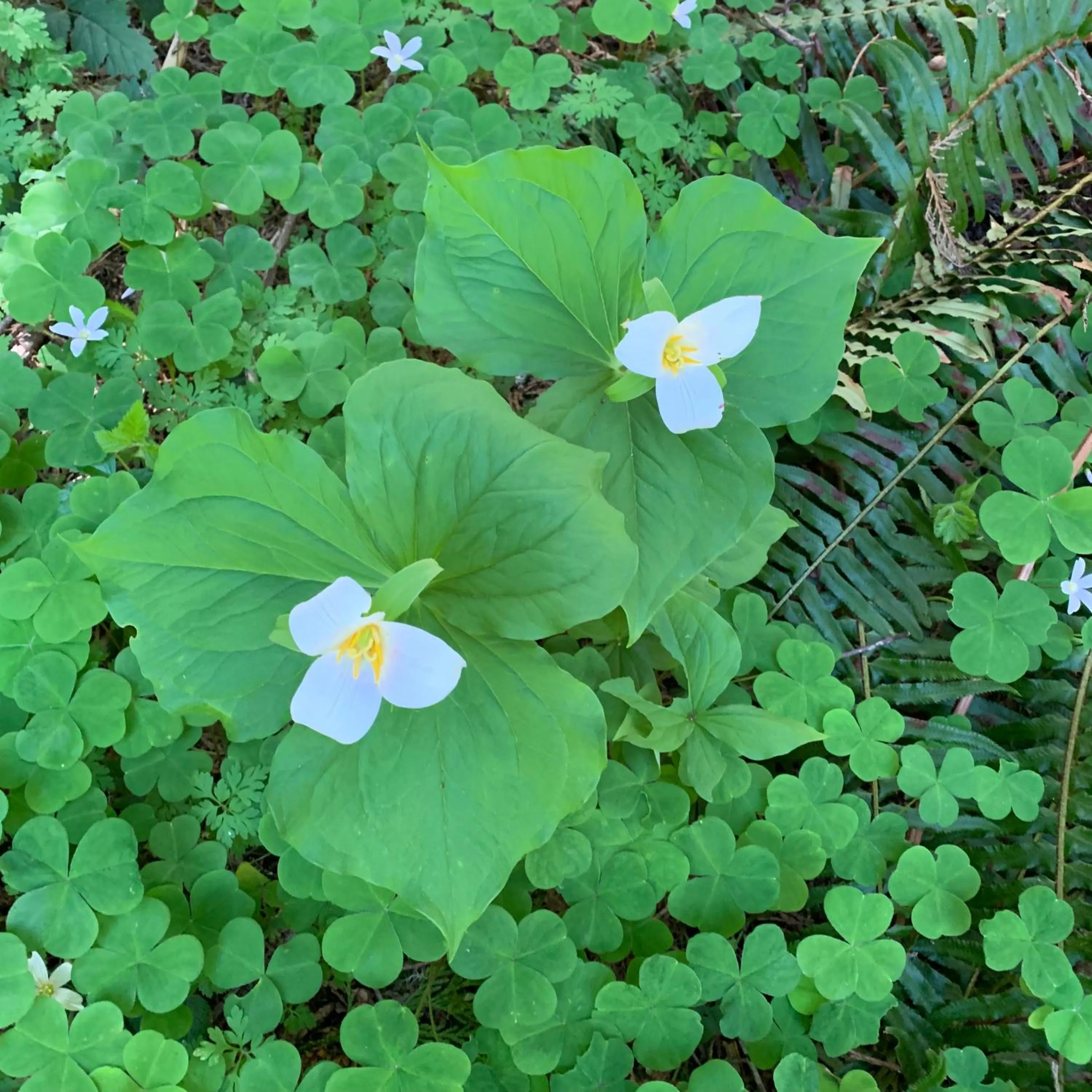 View (from property/room) in Mountain Meadows Inn & Chalet Suites