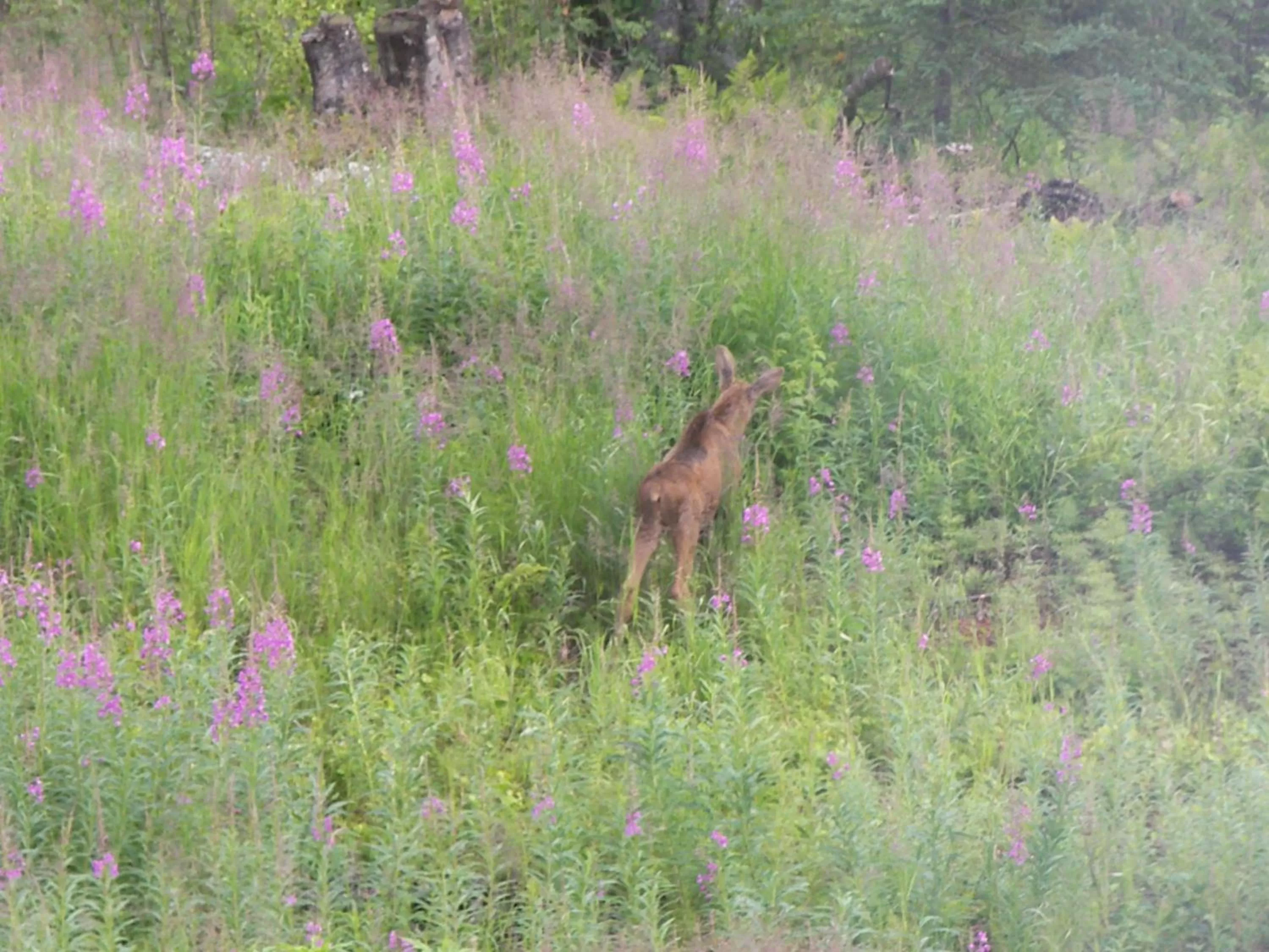 Property building in Grace and Bill's Freedom Hills B&B