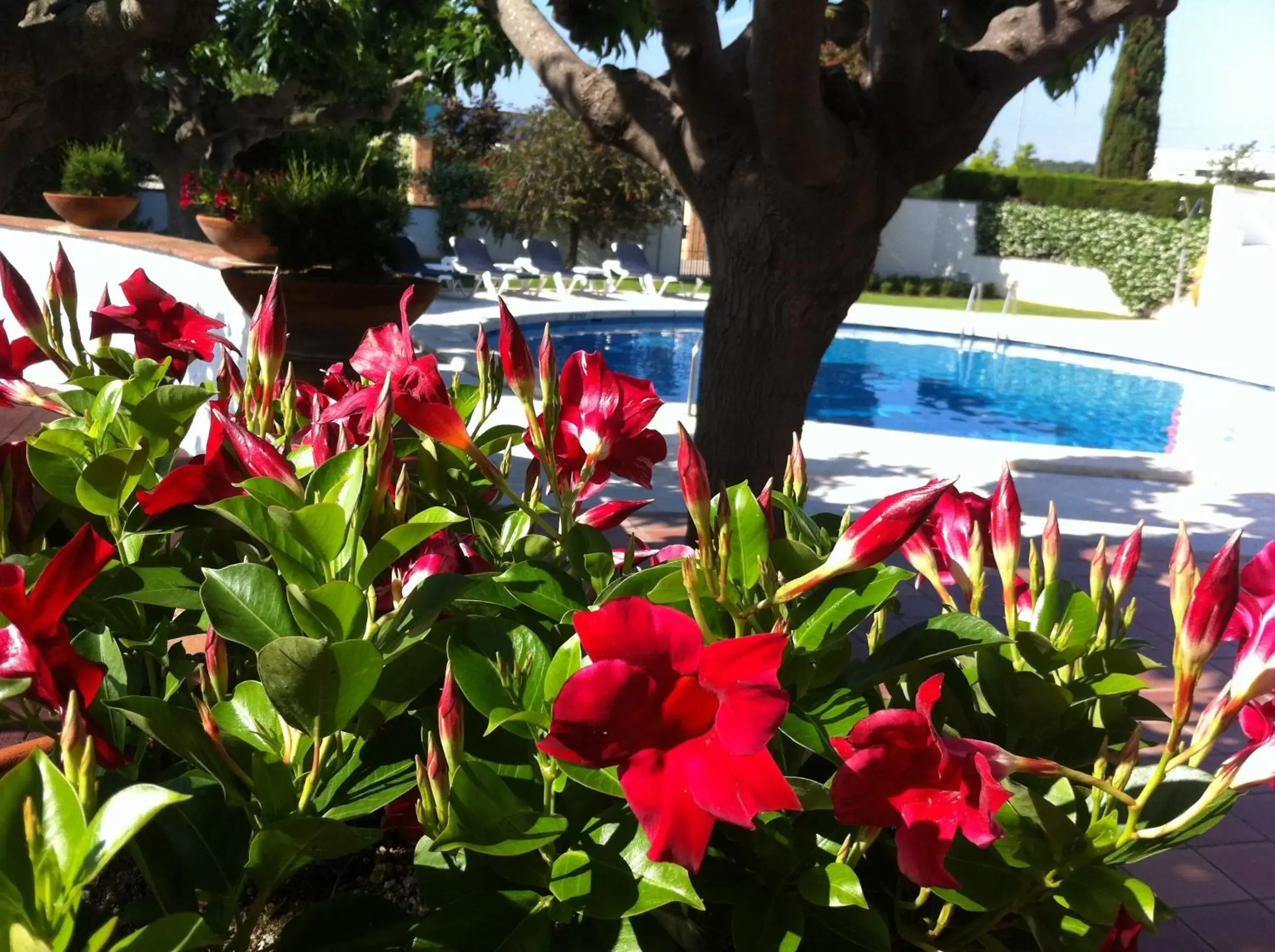 Garden, Swimming Pool in Hotel Restaurant Bon Retorn