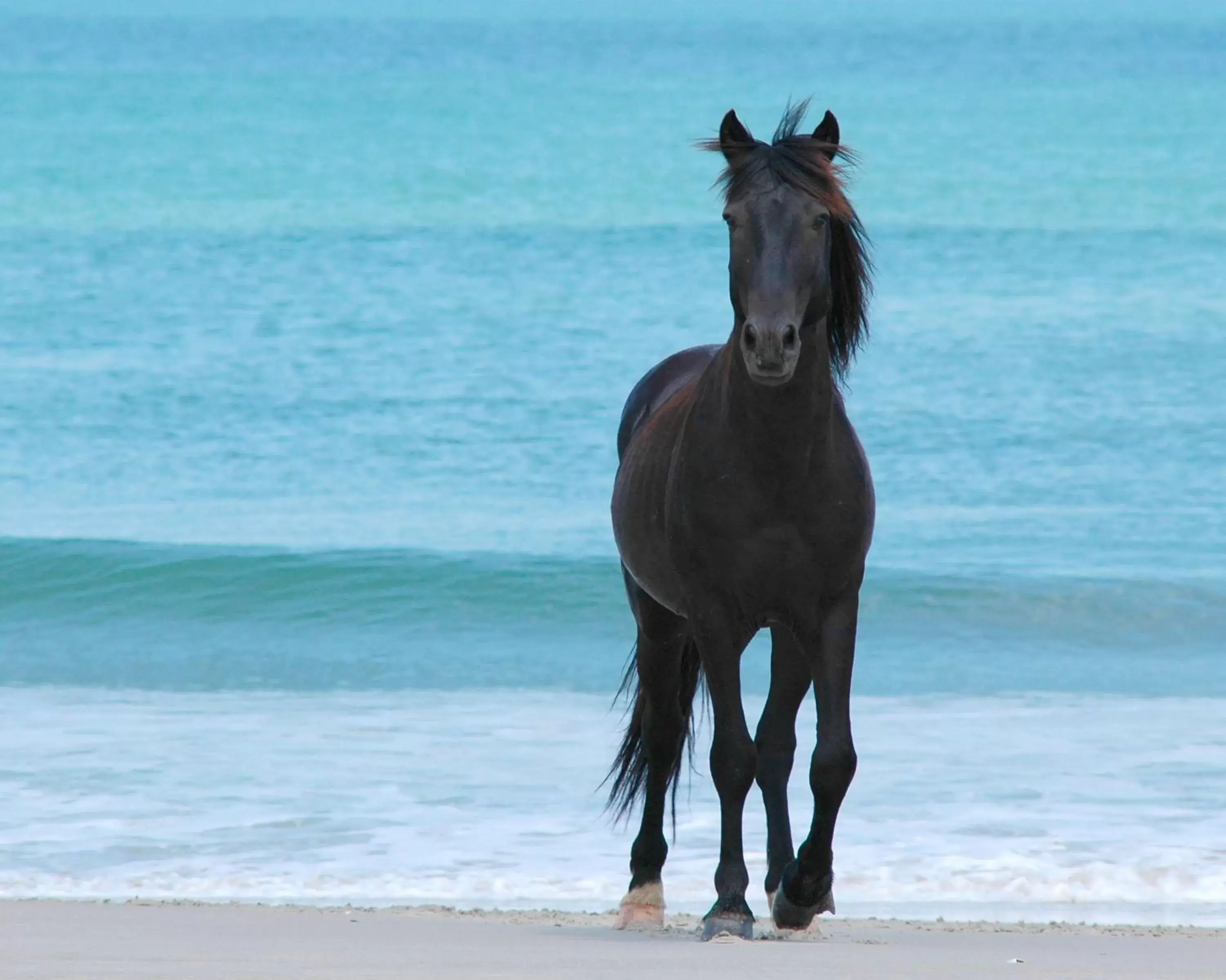 Property building, Horseback Riding in Hampton Inn & Suites Outer Banks/Corolla