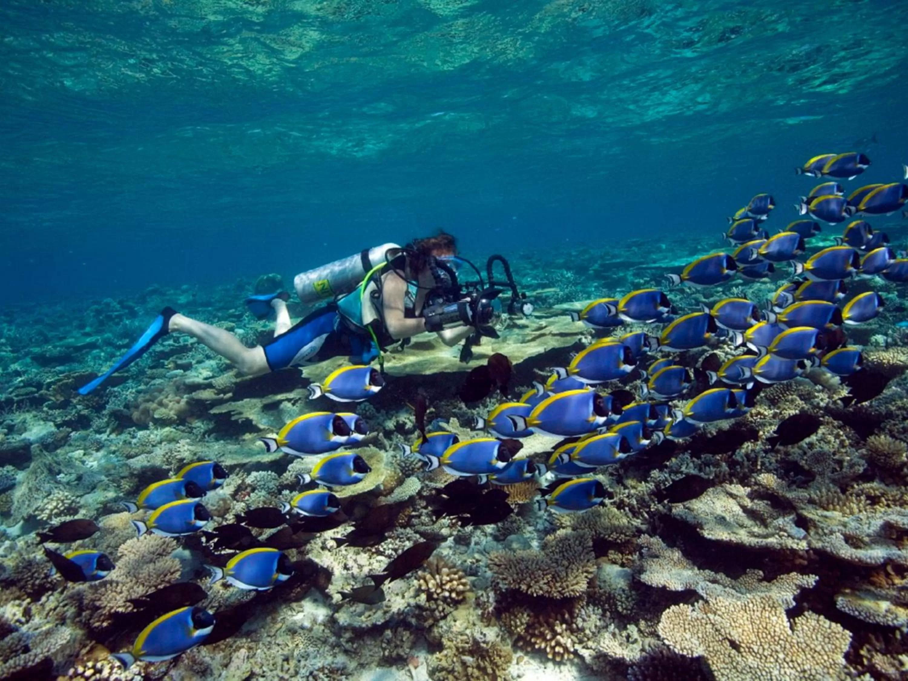 Sports, Other Animals in Dhawa Ihuru