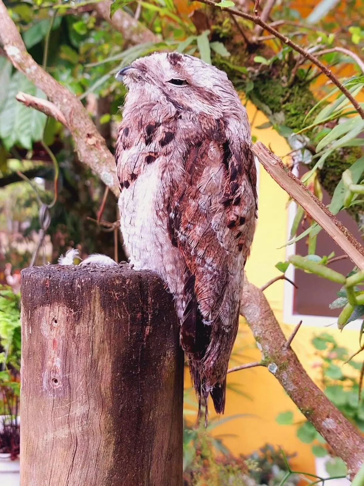 Animals in Pousada Capim Melado