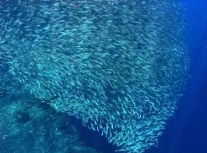 Pescador View - Beach Resort & Restaurant