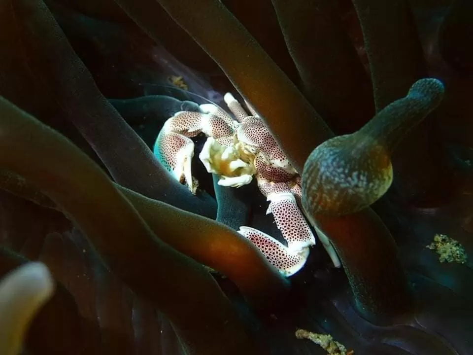 AivyMaes Divers Resort