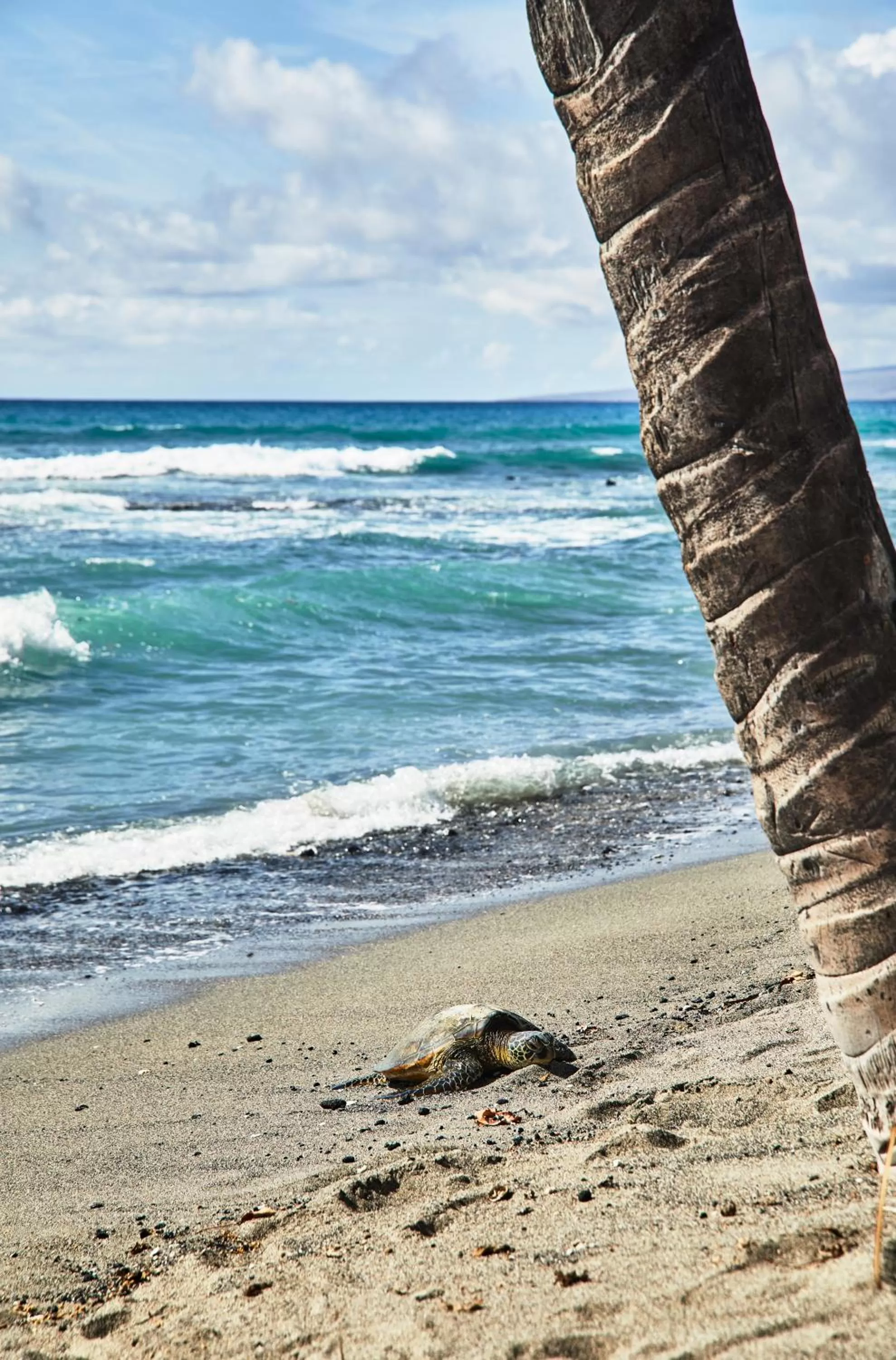 Natural landscape in Mauna Lani, Auberge Collection
