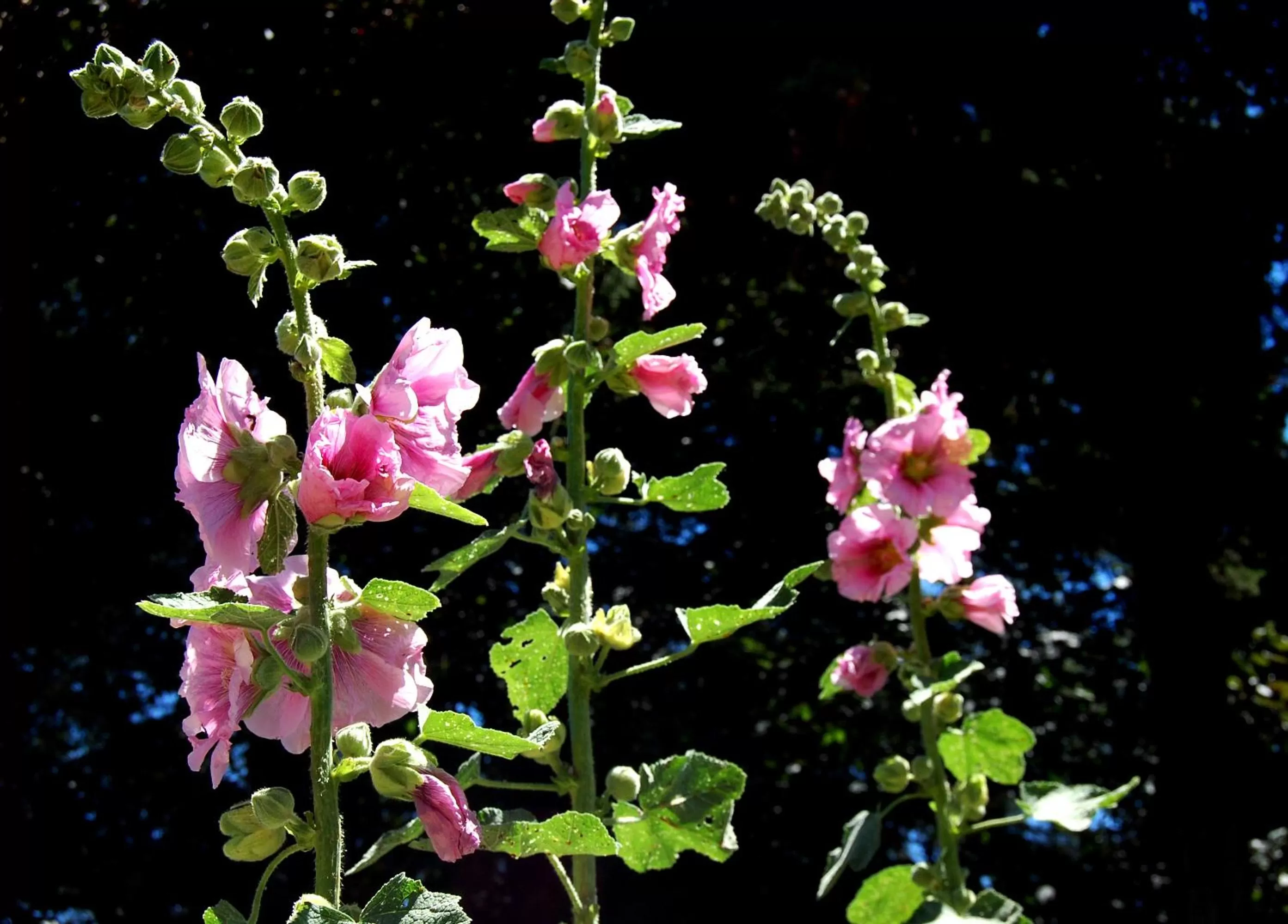 Garden in Madeleine Bergerac