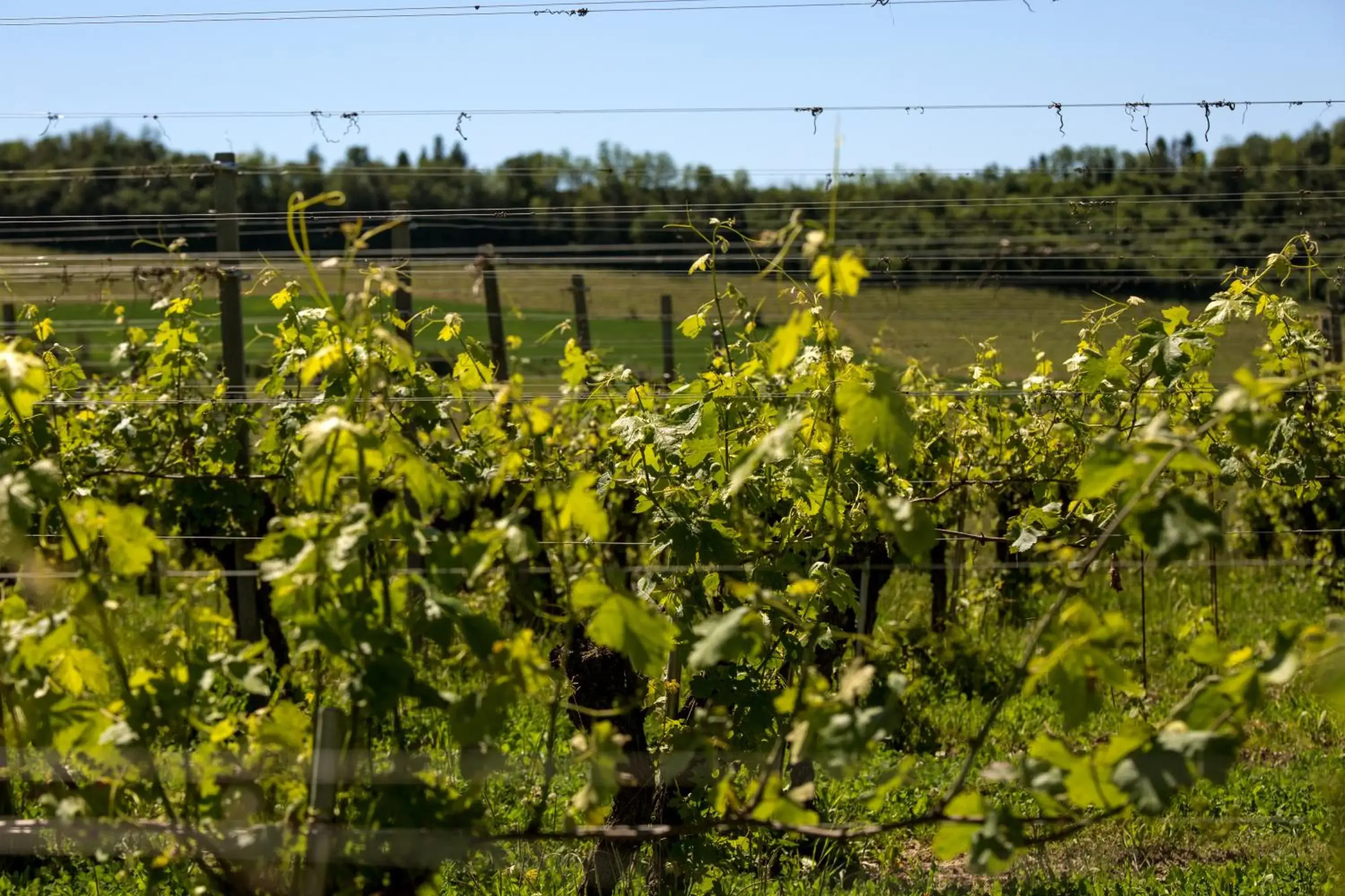 Activities in Spinerola Hotel in Cascina & Restaurant Uvaspina