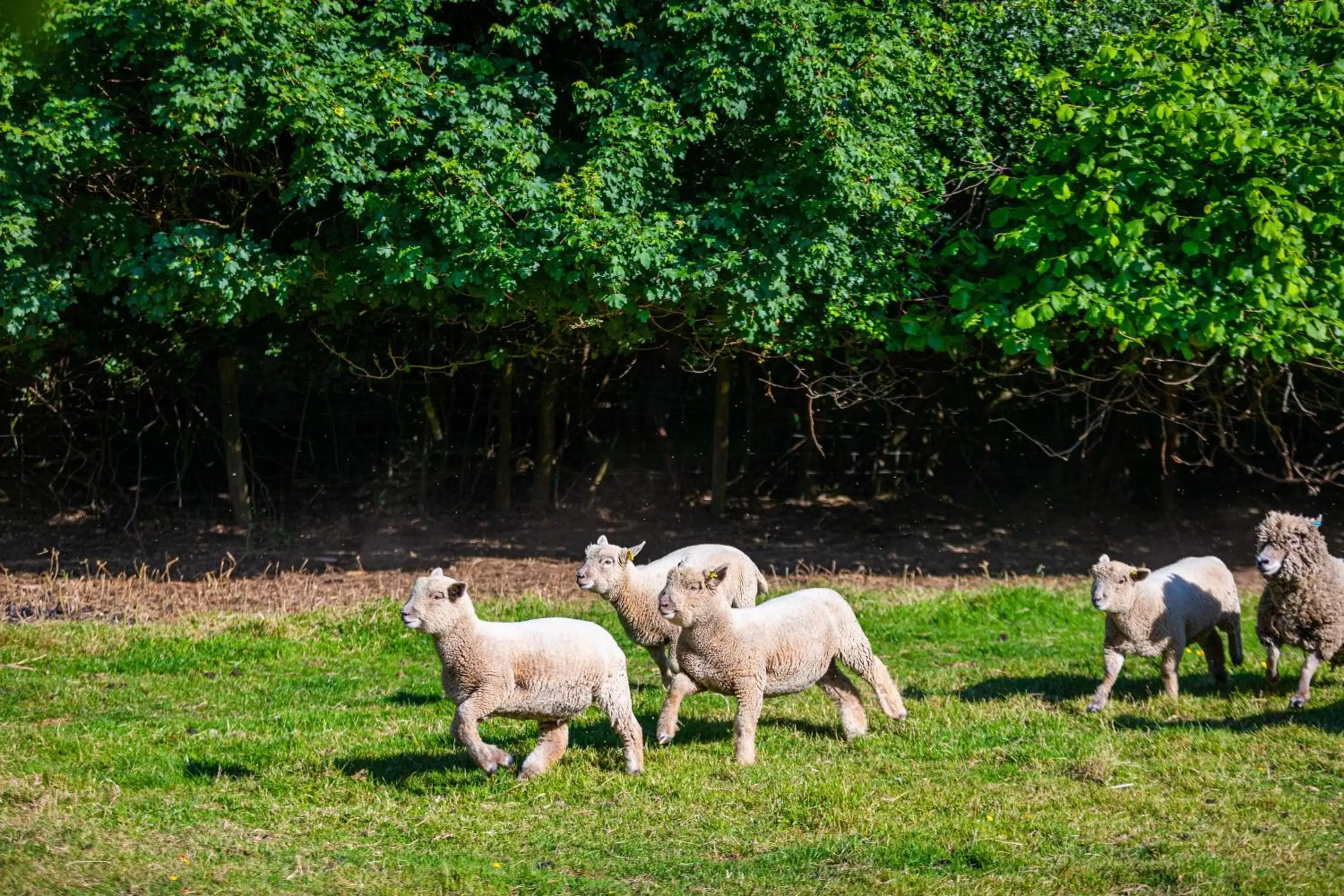 Animals, Other Animals in Birch Cheshunt