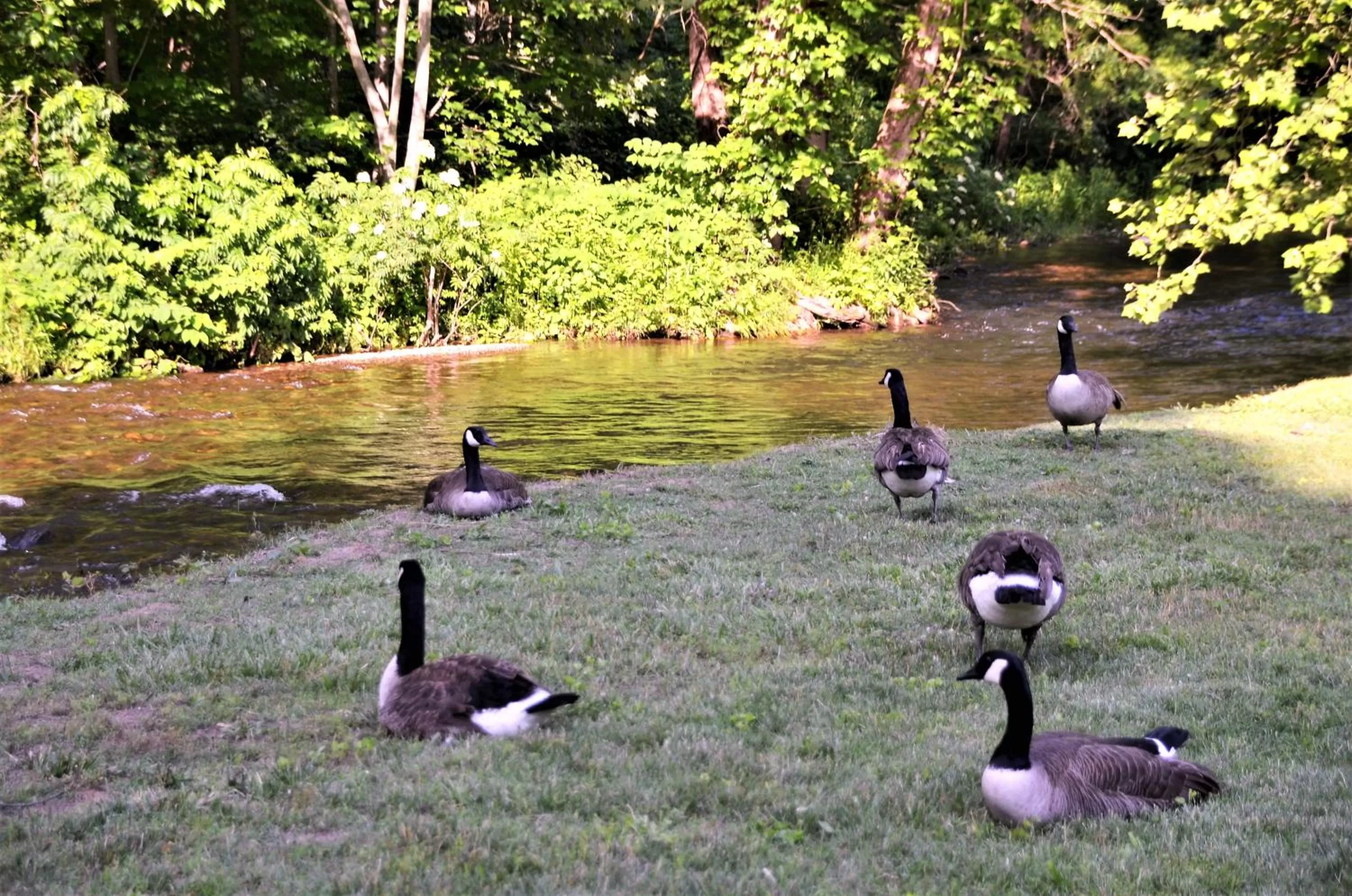River view in Quality Inn Cherokee Riverside