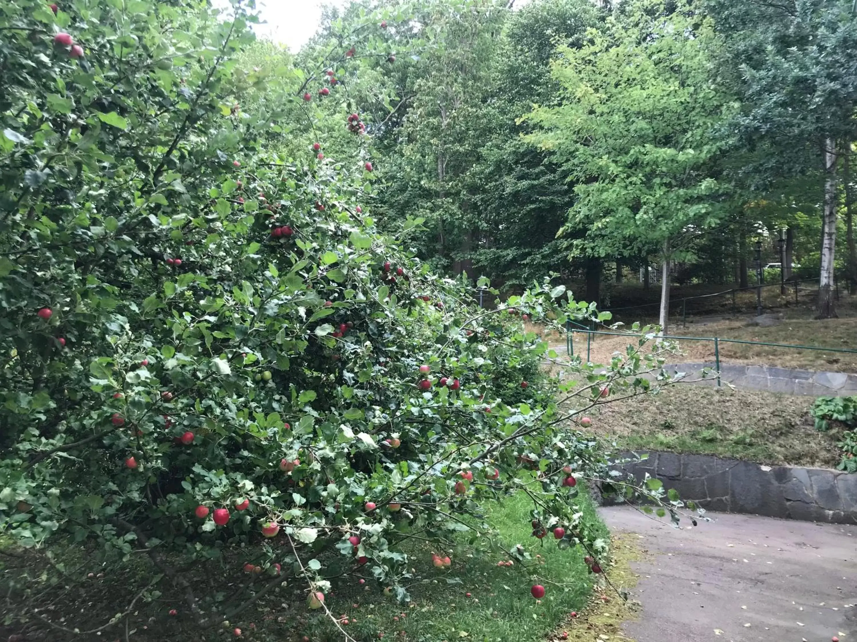 Garden in Aston Villa Hotell