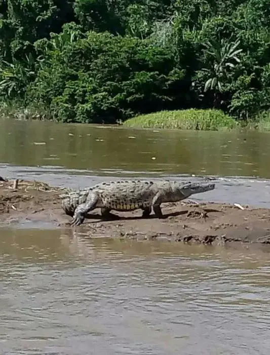 Other Animals in Iguanitas Lodge