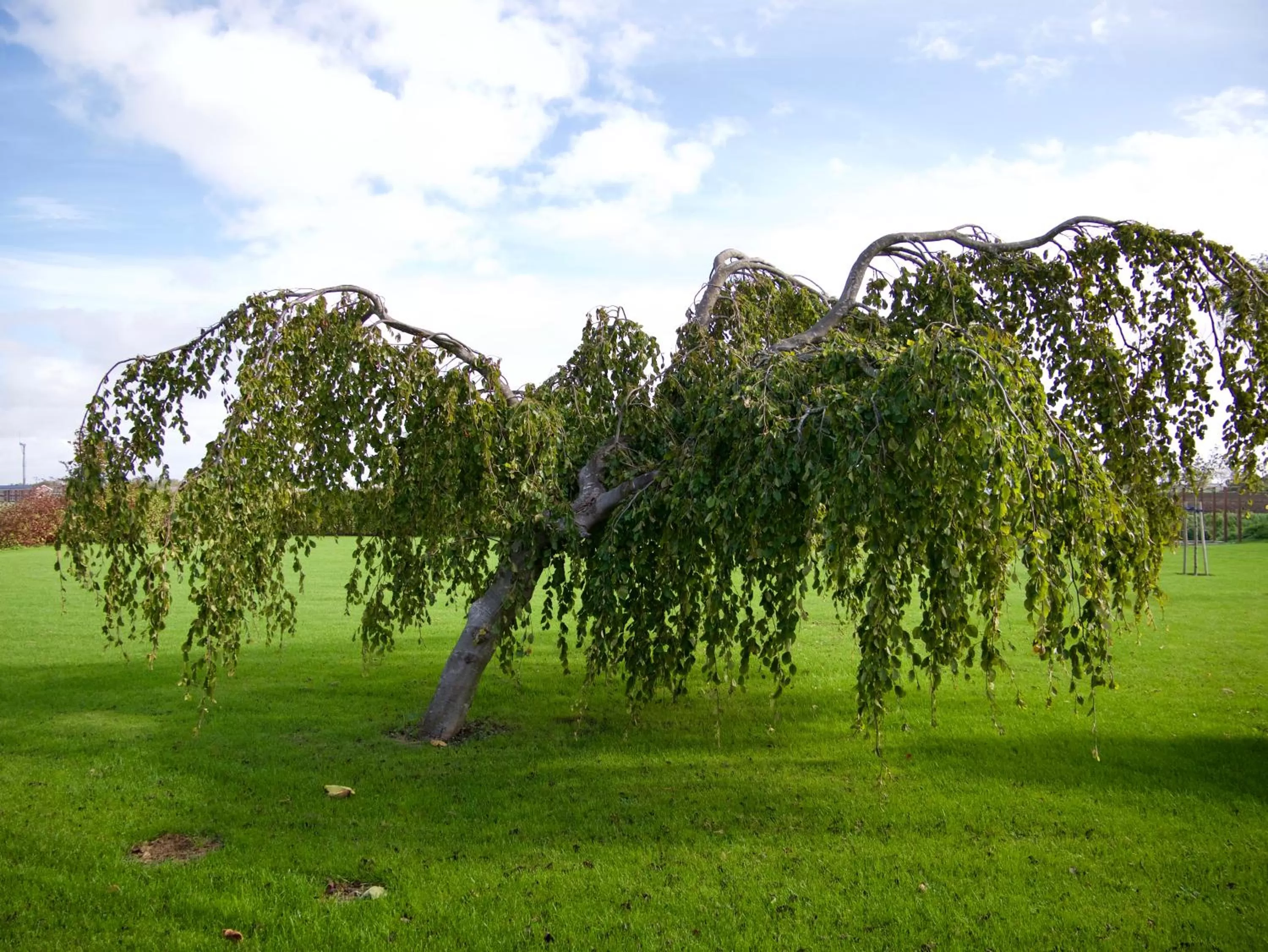 Garden view in B&B “Te Warskip bij BlokVis”