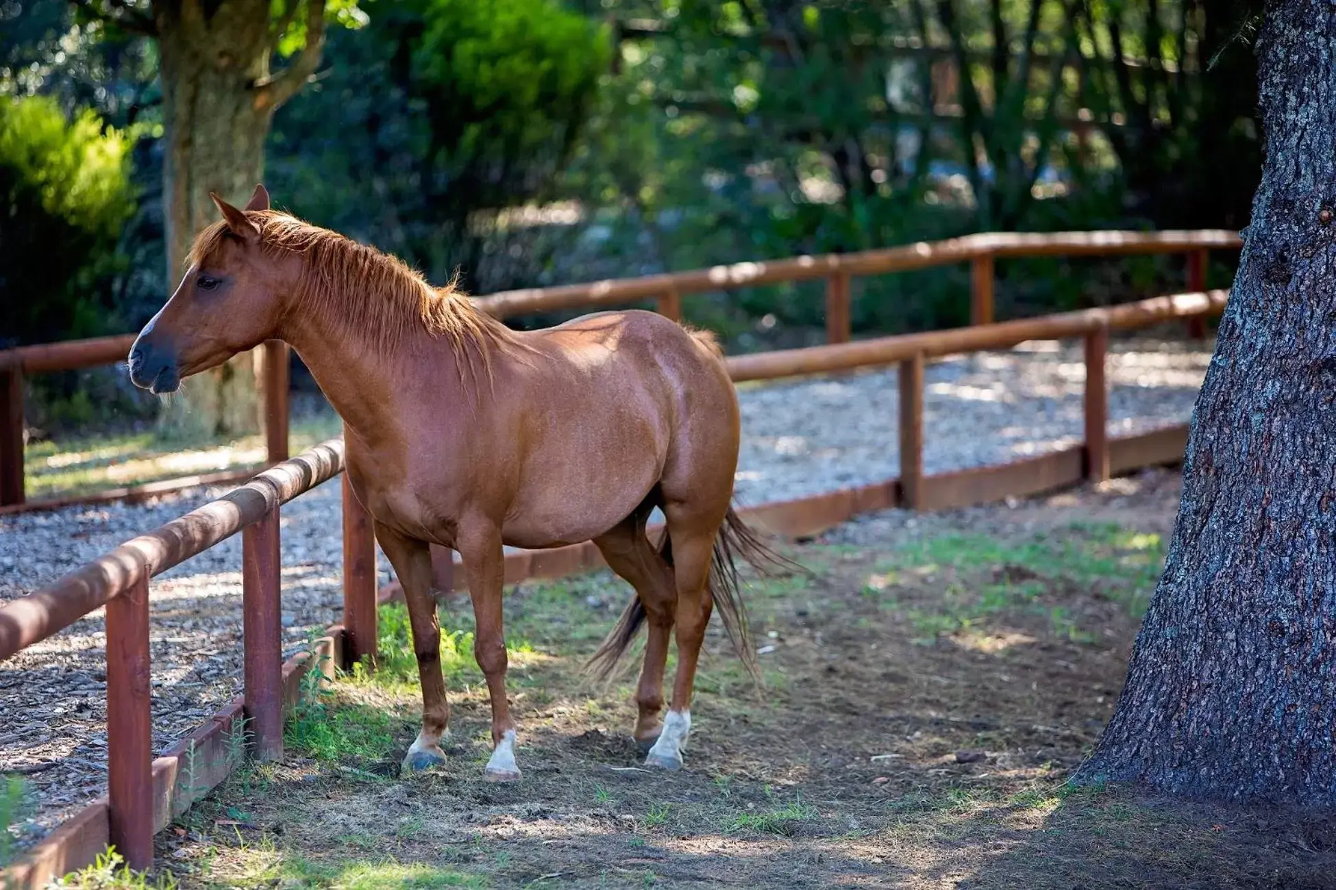 Animals, Other Animals in Fairmont Resort & Spa Blue Mountains MGallery by Sofitel