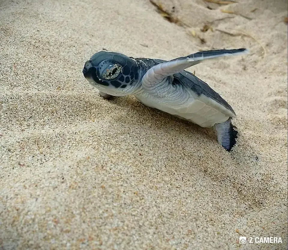 Other Animals in Ningaloo Lodge Exmouth