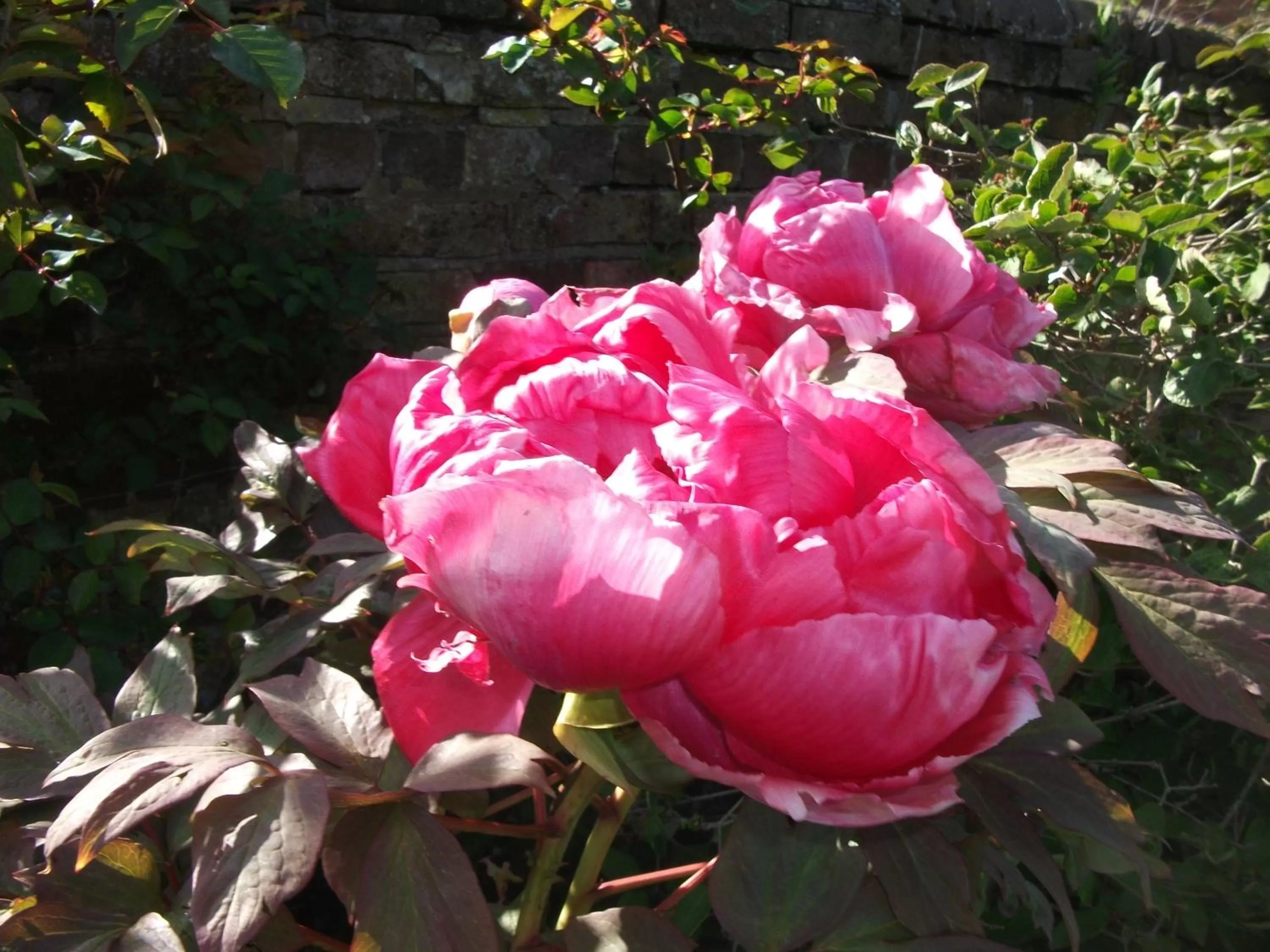 Garden in Church Farm B&B near Telford and Ironbridge