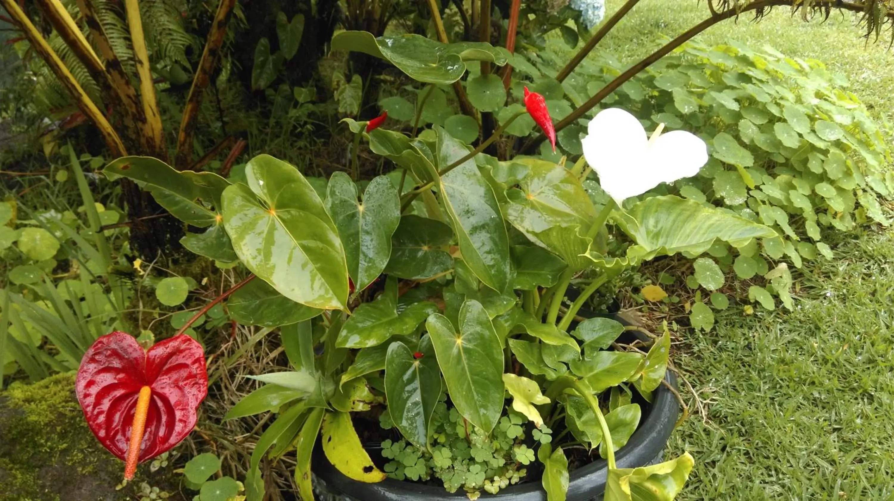 Autumn, Garden in Aloha Crater Lodge