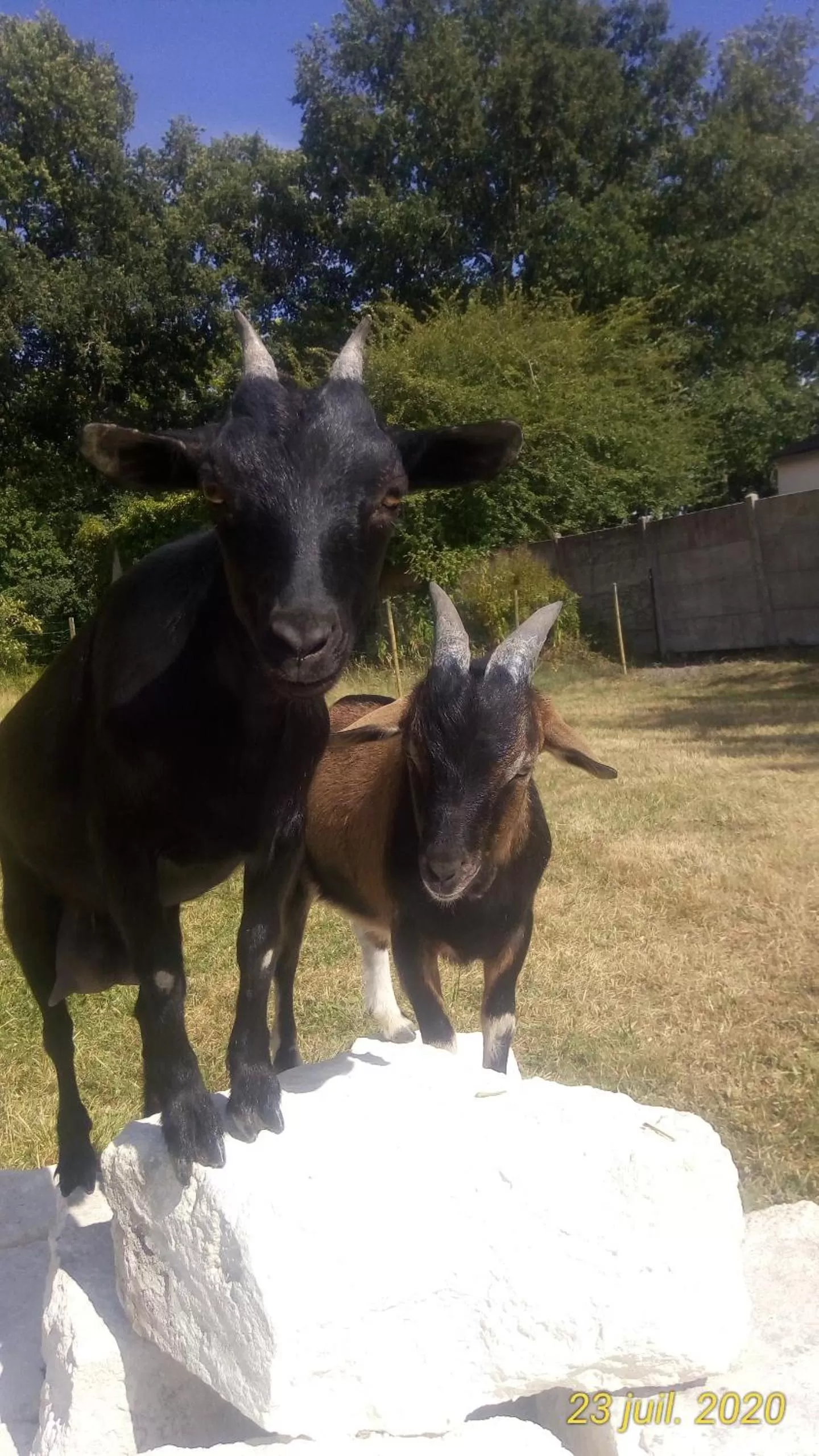 Garden in Montplaisir
