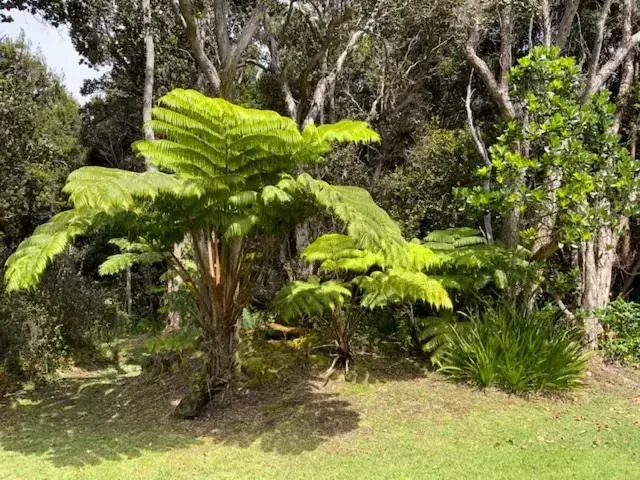 Natural landscape, Garden in Kilauea House