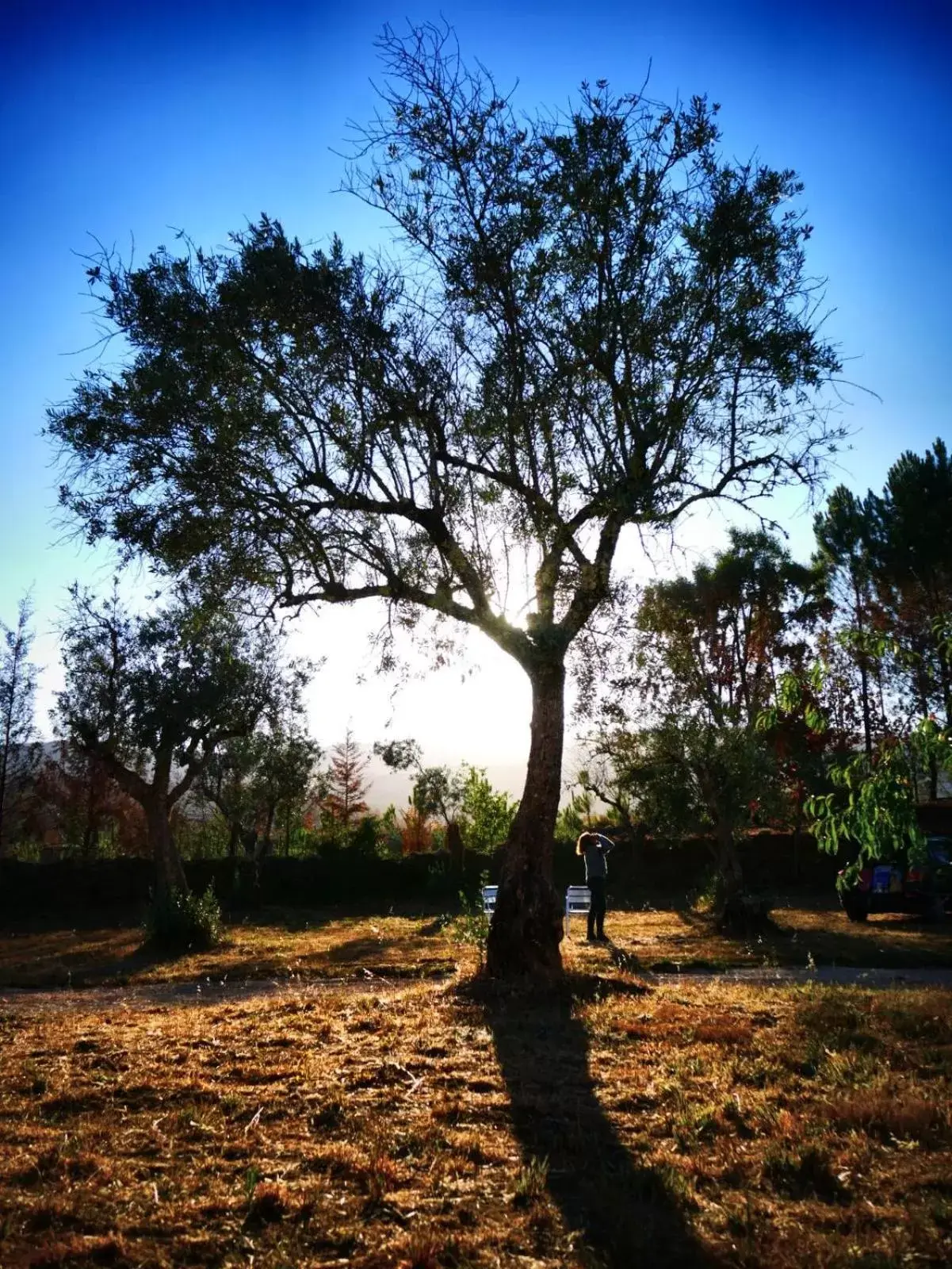 Garden view, Garden in Quinta do Castanheiro