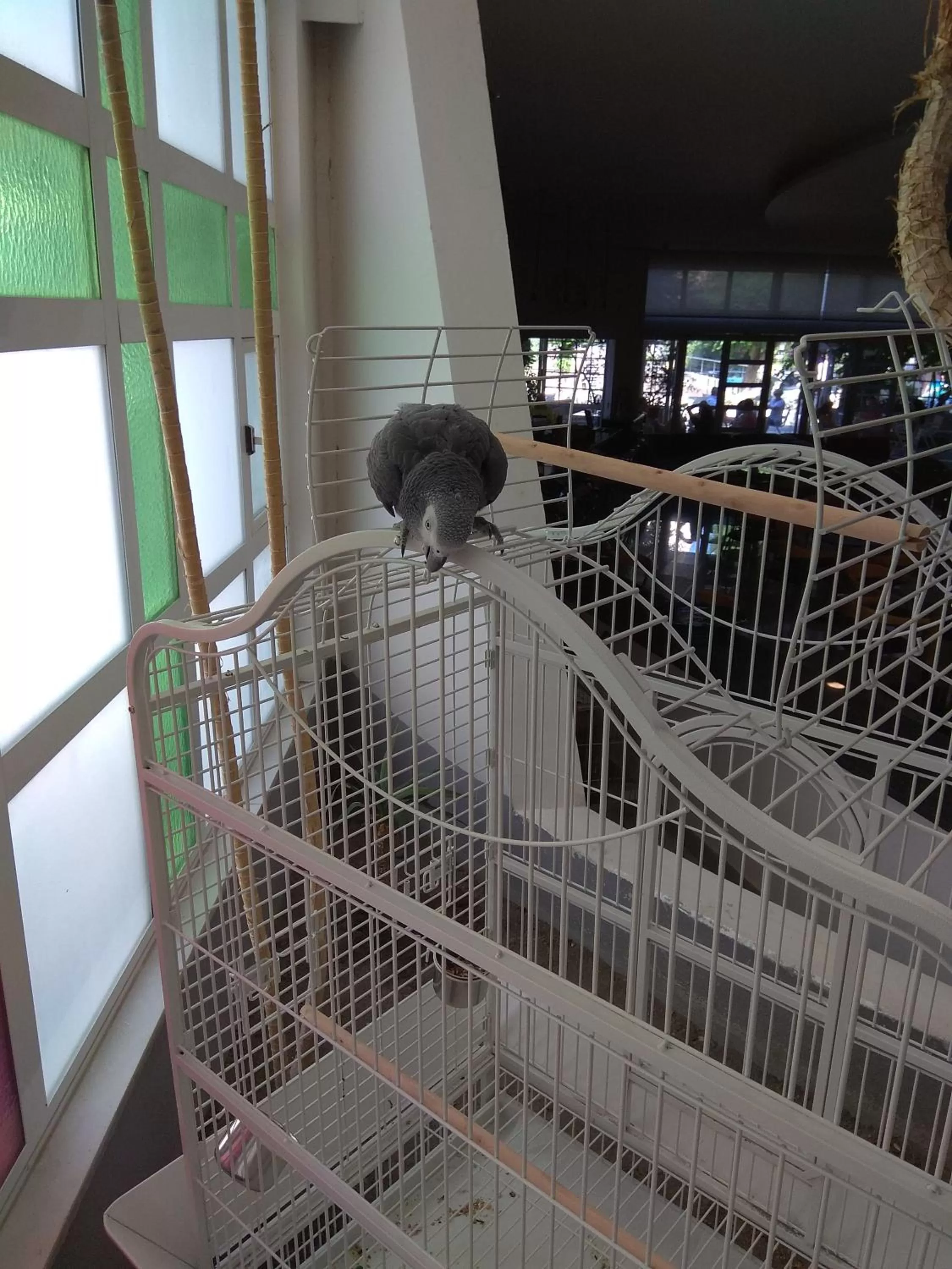 Pets in Maritina Hotel