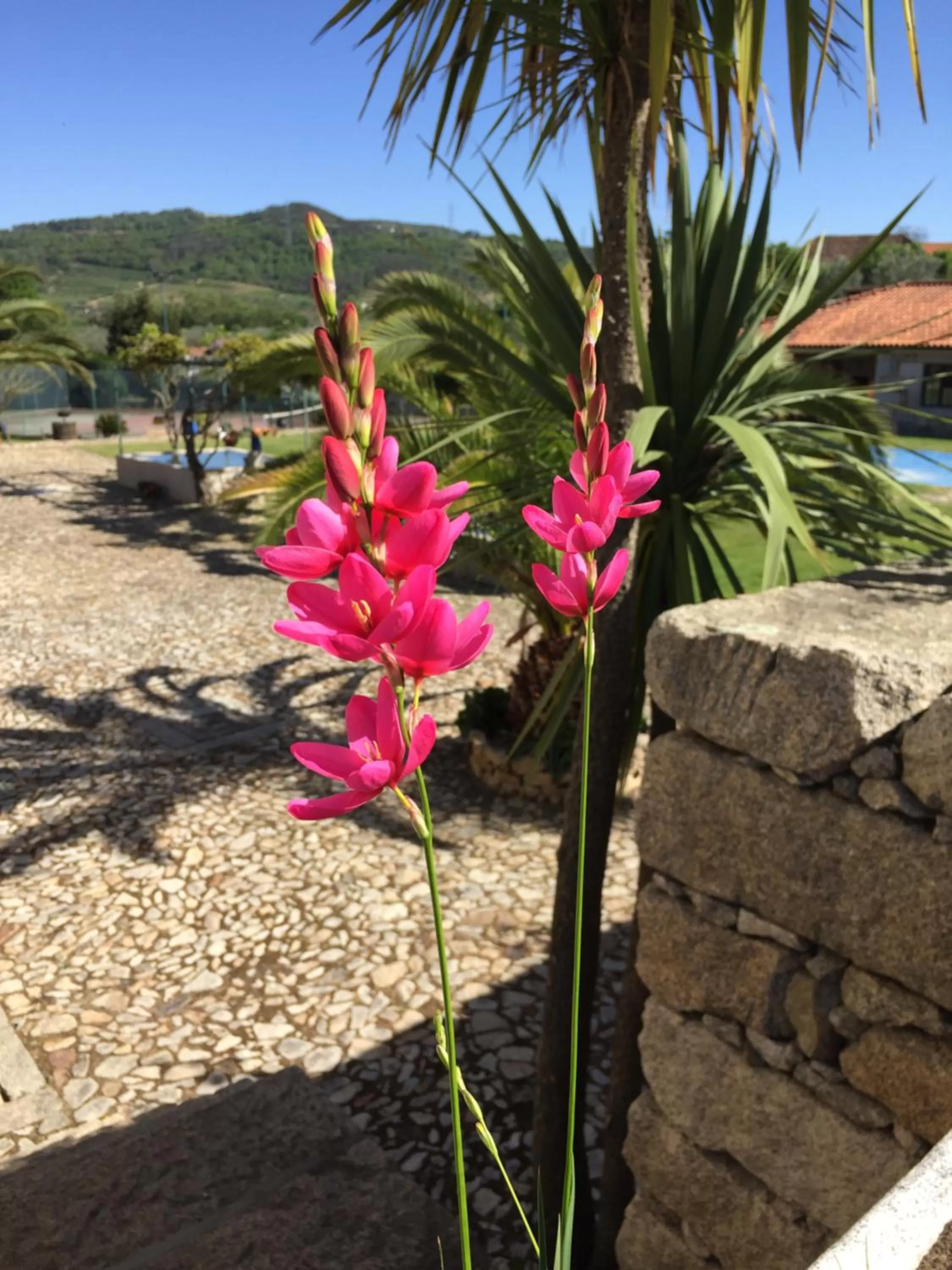 Quinta da Vinha Morta