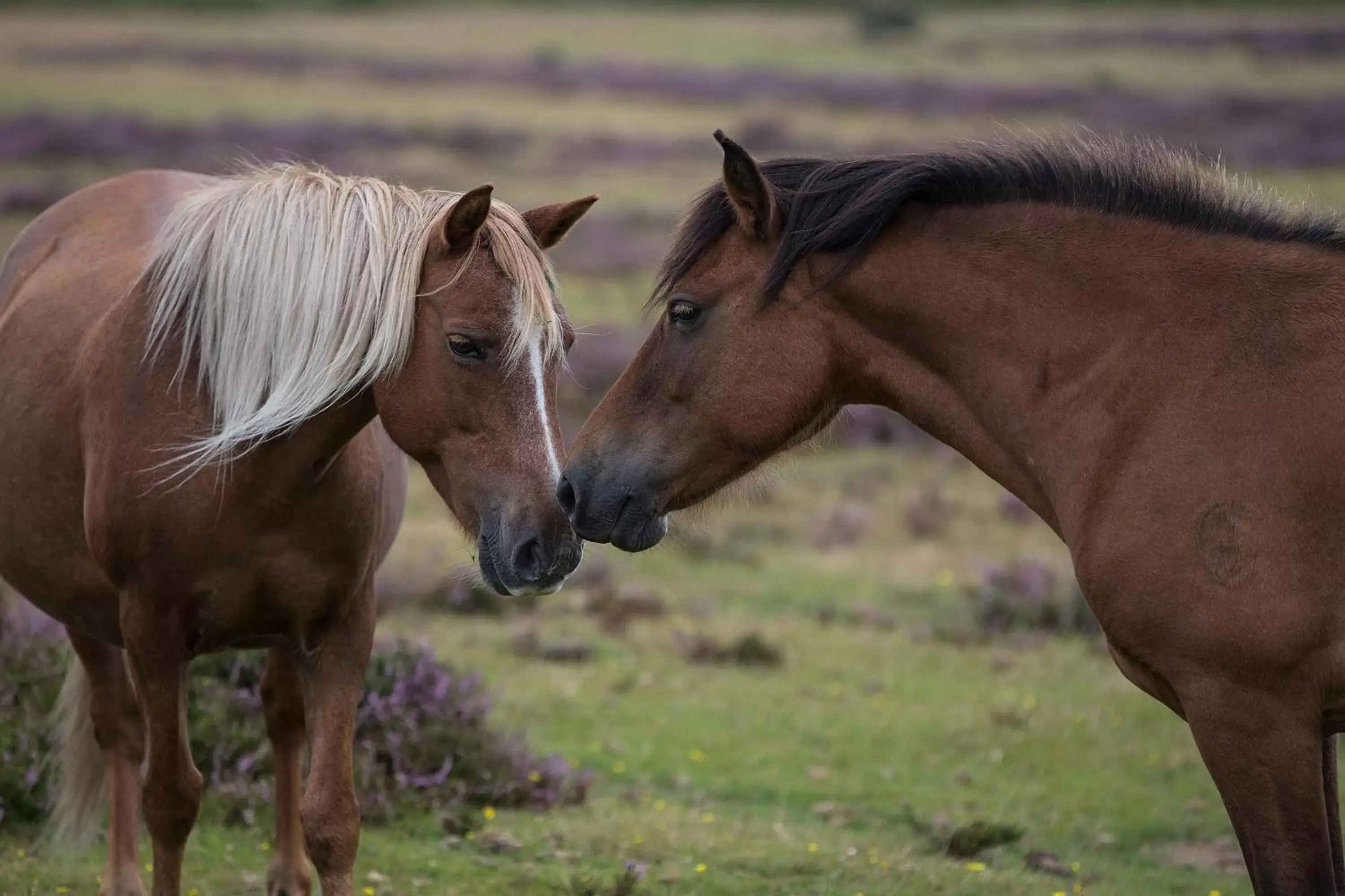 Natural landscape, Pets in Careys Manor Hotel & SenSpa