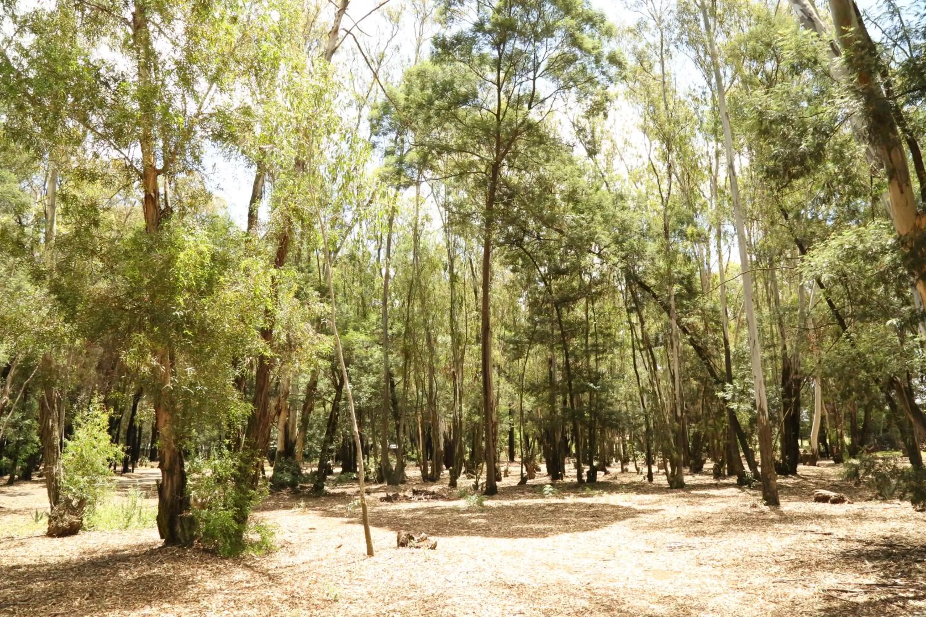 The Highveld Cape Inn