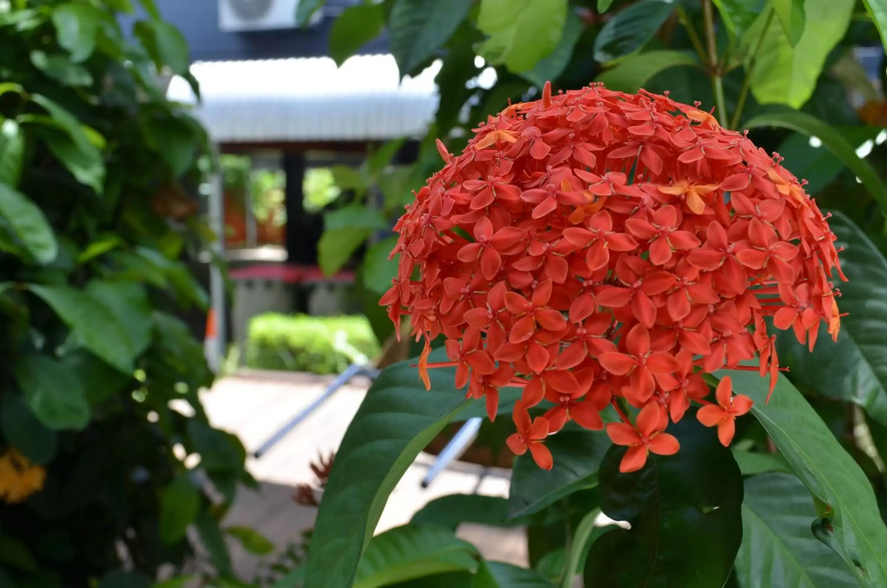 Garden in Airport Motel Brisbane