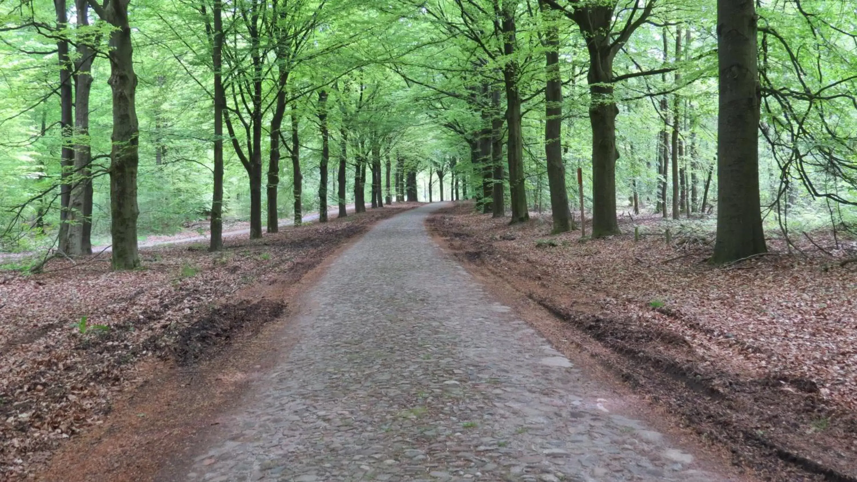 Natural landscape in 't Zwanemeer