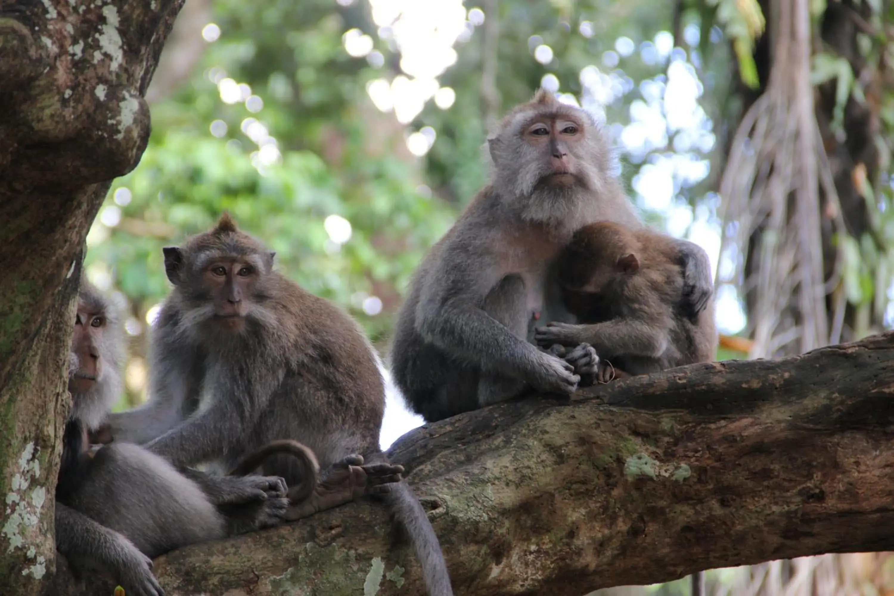 Other, Other Animals in Anumana Ubud Hotel