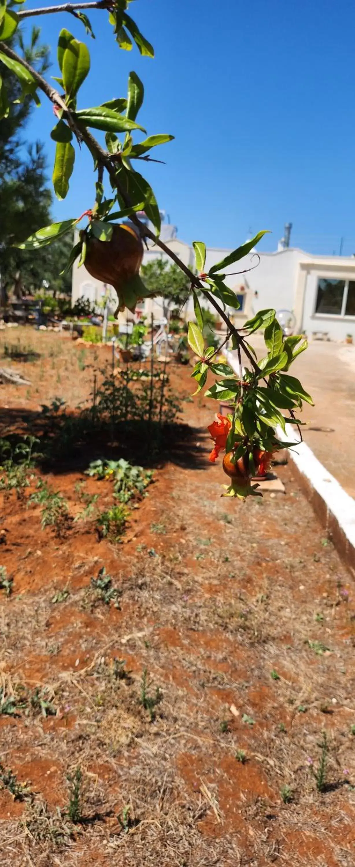 Garden in TRULLO CARMEN