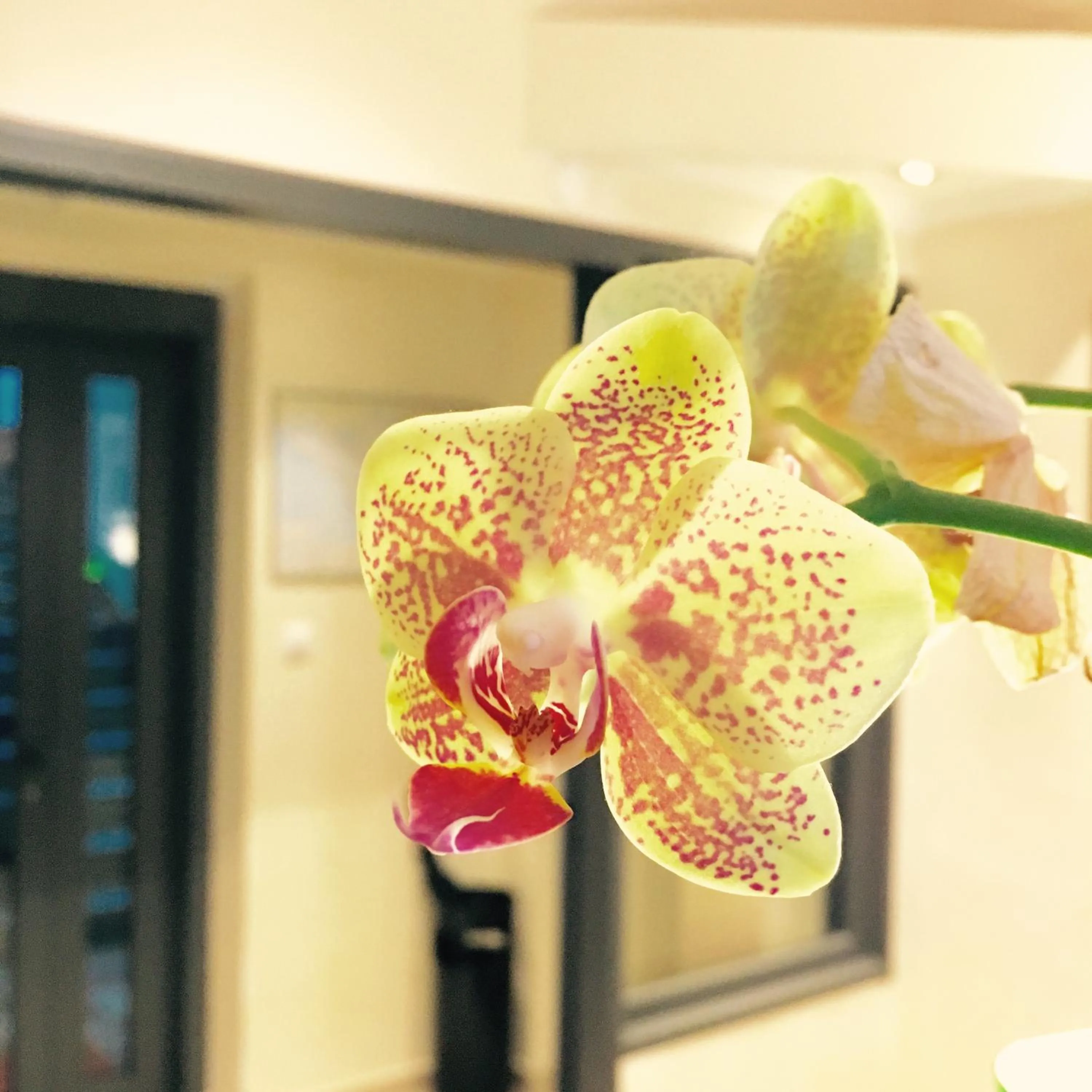 Lobby or reception in Hotel Fiorenza