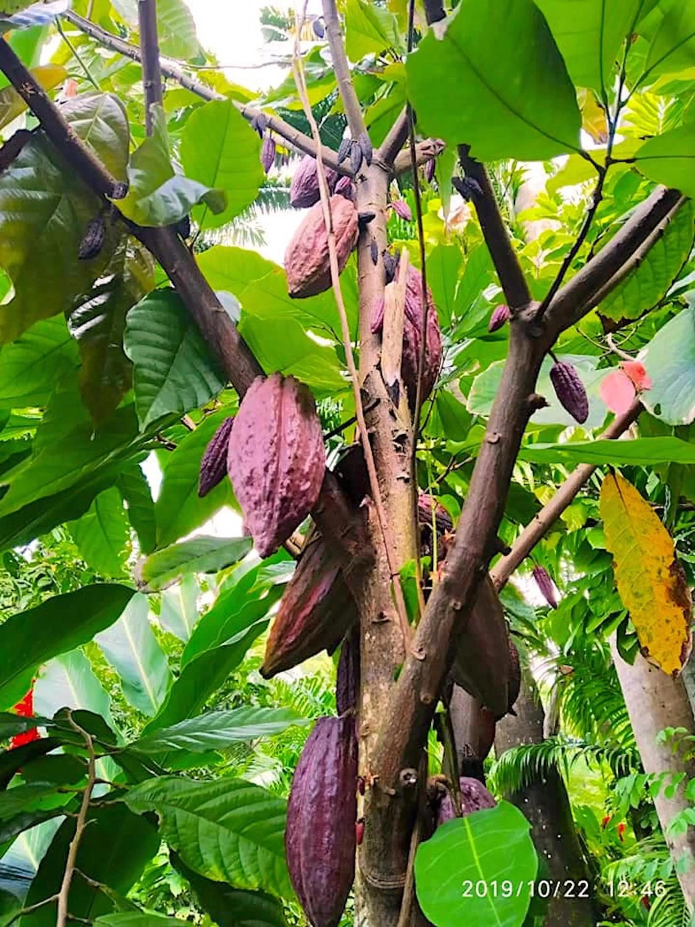 Garden in Cocoa Cottage