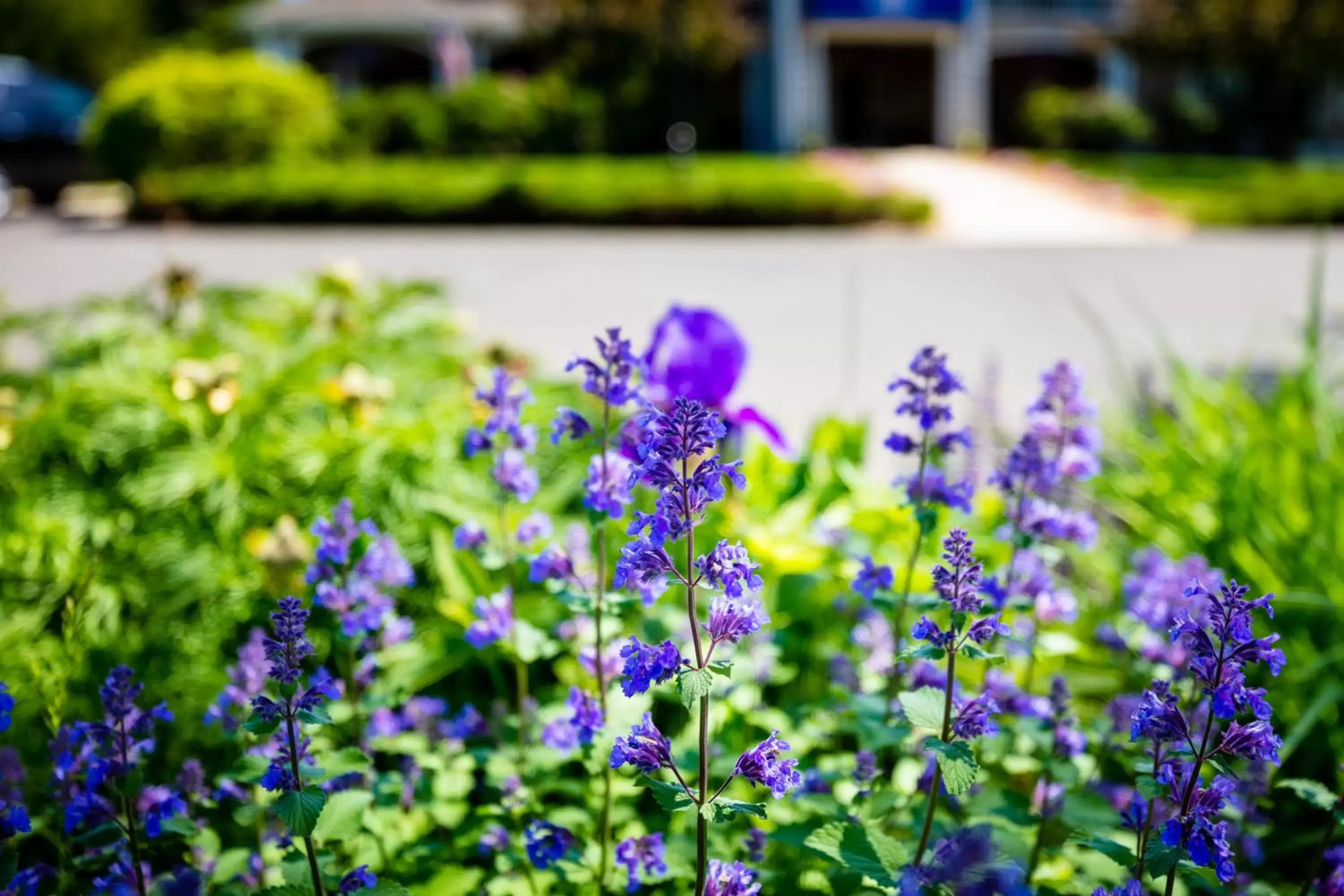 Garden view in Newport Resort