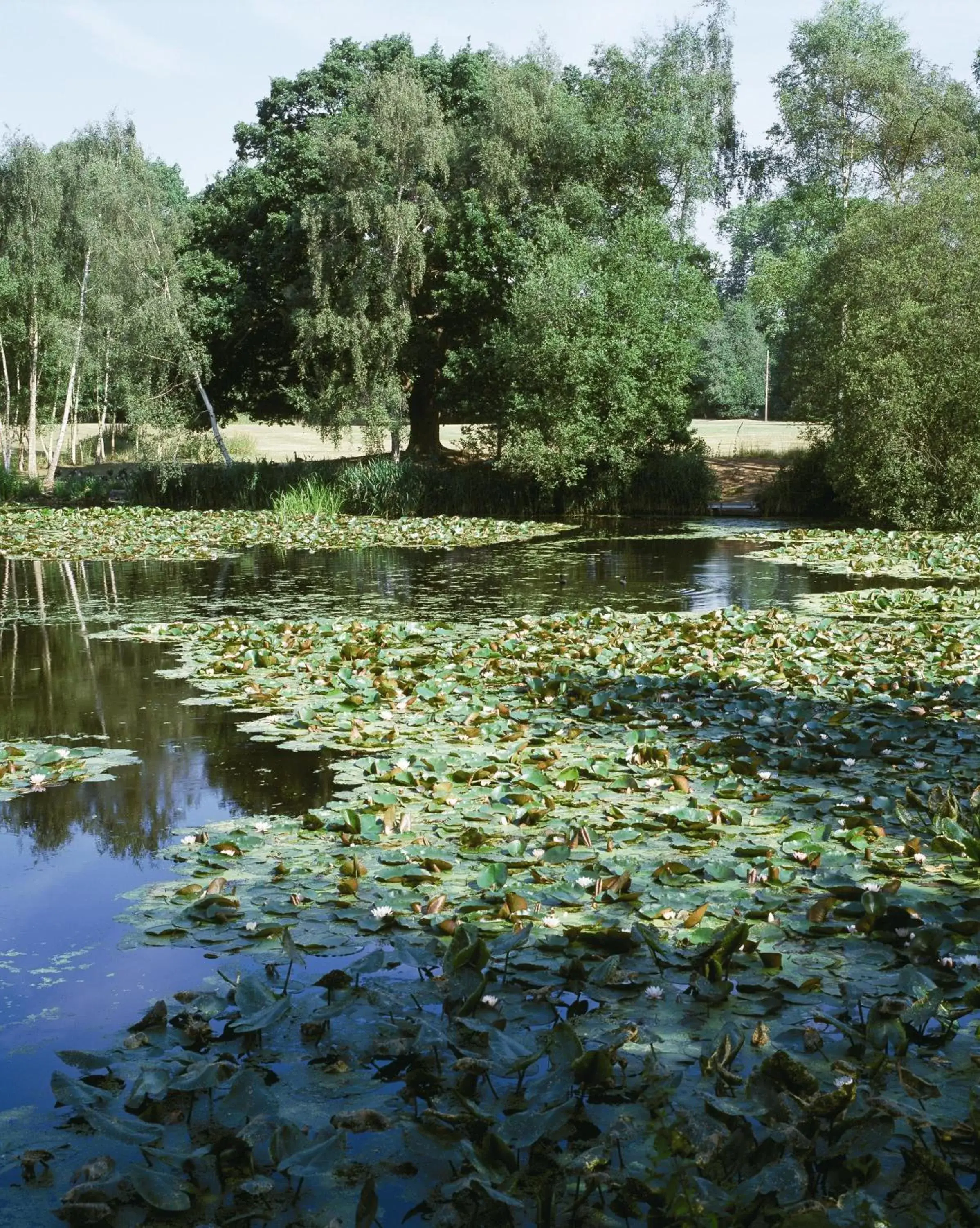 Natural landscape in Stoke Place- Part of the Cairn Collection