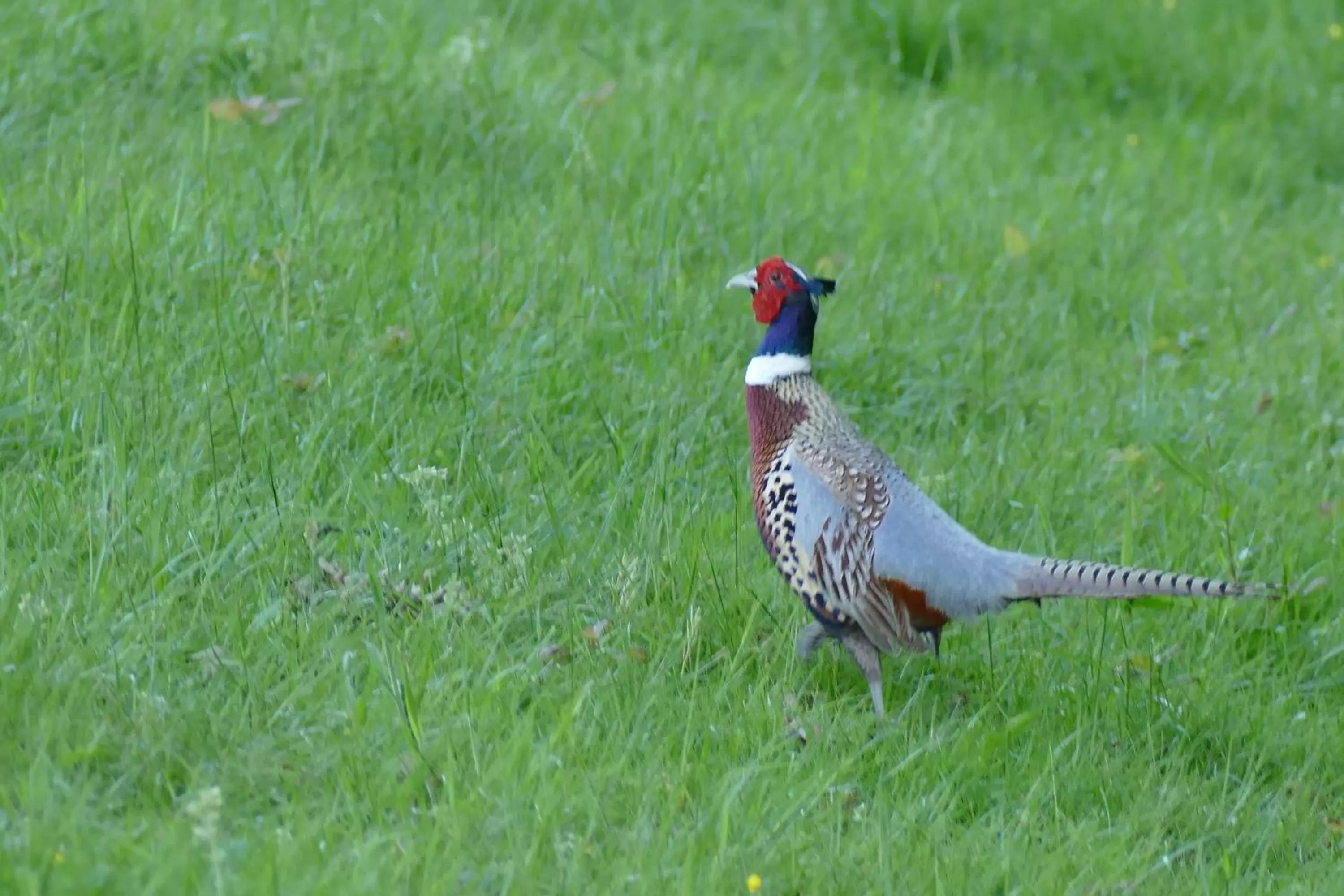 View (from property/room), Other Animals in Le Clos des Perraudières